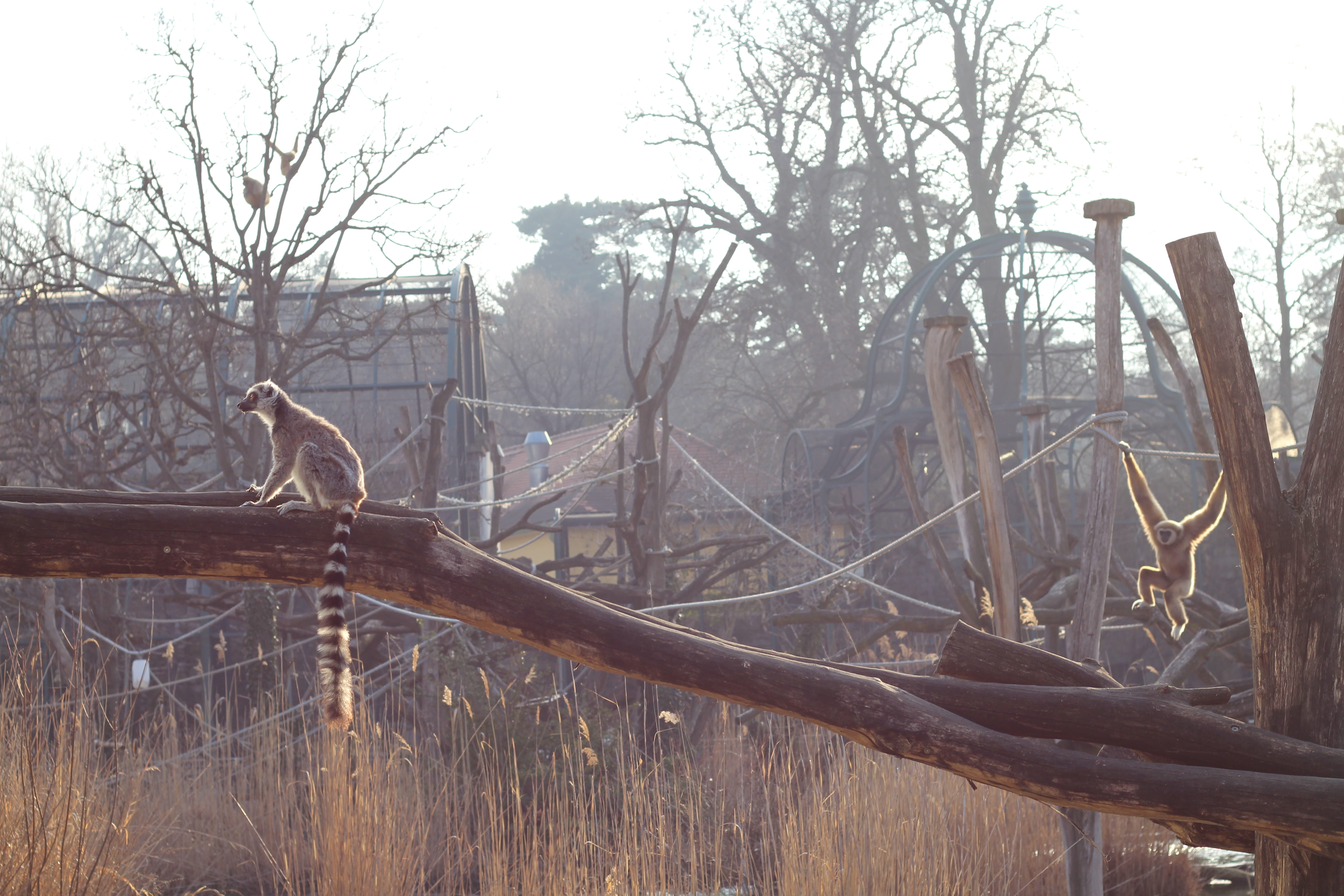 boundary, dead plant, zoo, wildlife, outdoors, elk, barrier, bird, day, bee eater, lemur, sky, giraffe, tree, no people, tranquility, kangaroo, non-urban scene, HD Wallpaper