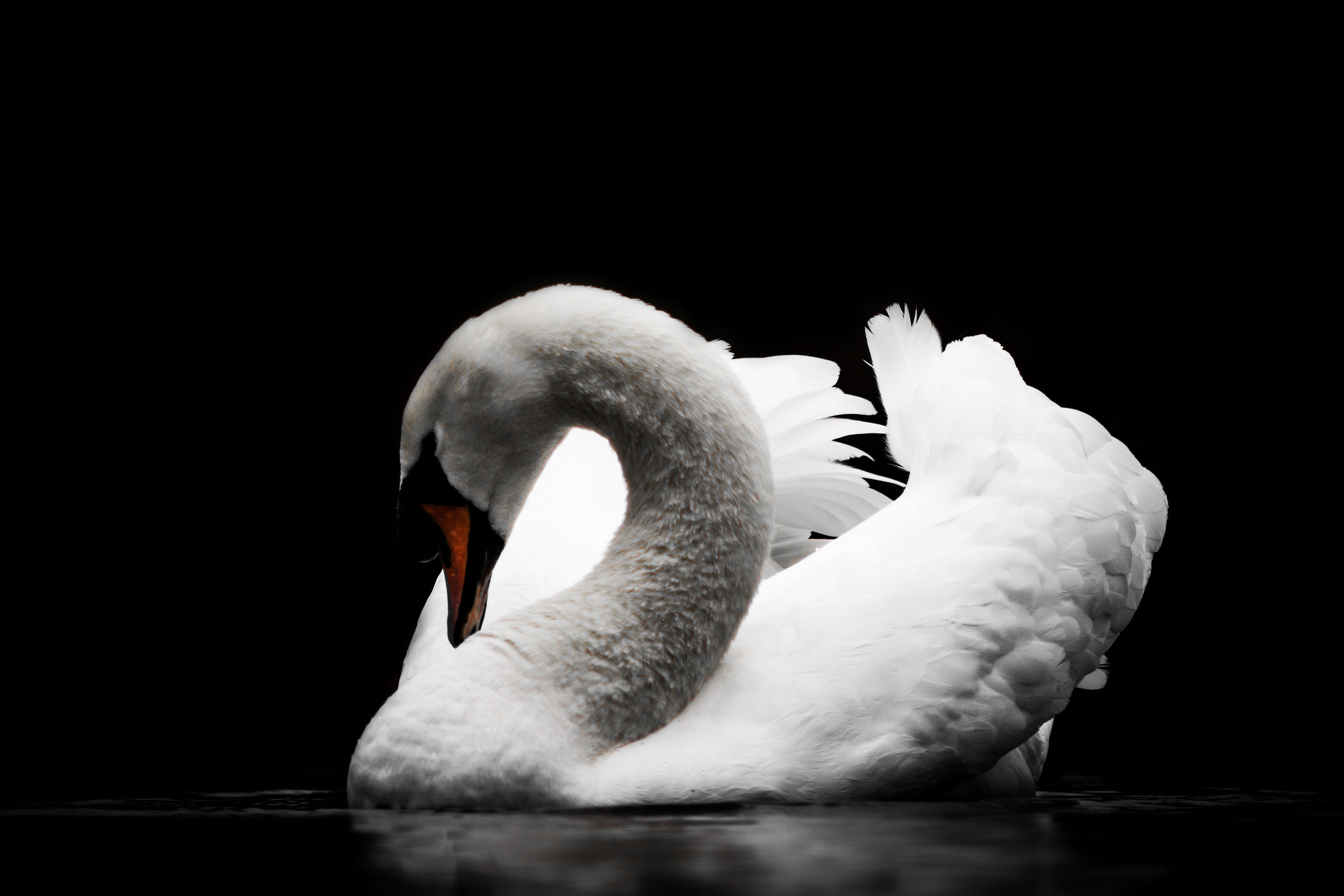 swimming, water bird, animal neck, animal world, cygnini, animal body part, 5K, swan, black, bird, white color, reflection, white, animal themes, a, freshwater bird, HD Wallpaper