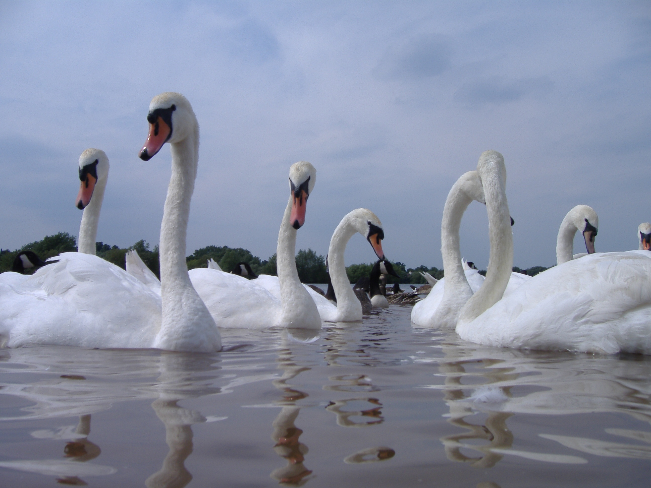 day, togetherness, bird, white color, group of animals, outdoor, purity, beauty in nature, elegant, river, animal neck, animal themes, swan, white, cygnet, HD Wallpaper