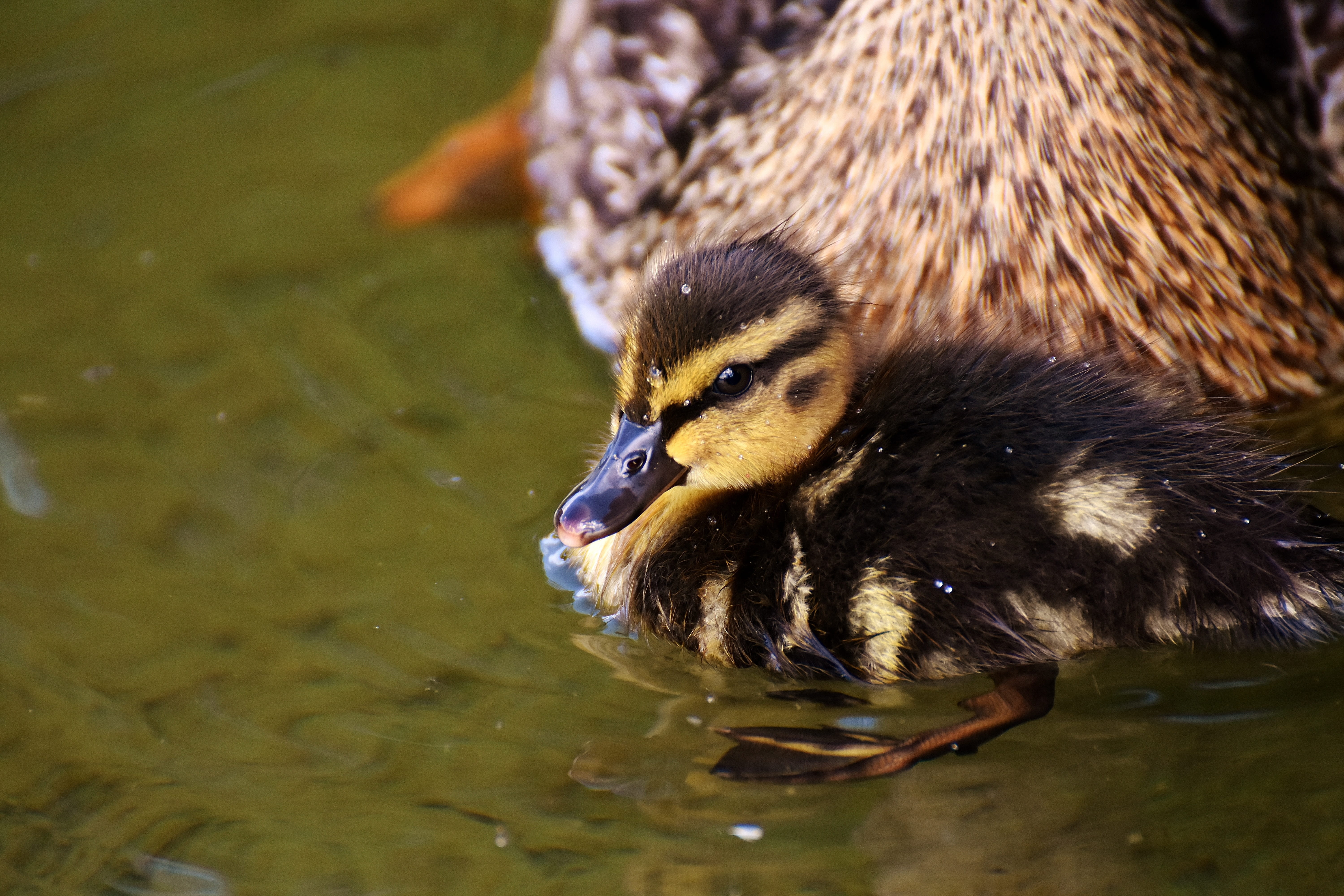 brown, drinking, animal portrait, wildlife, high angle view, poultry, one animal, day, nature, sweet, beak, water, outdoors, bill, swimming, mallard Duck, HD Wallpaper