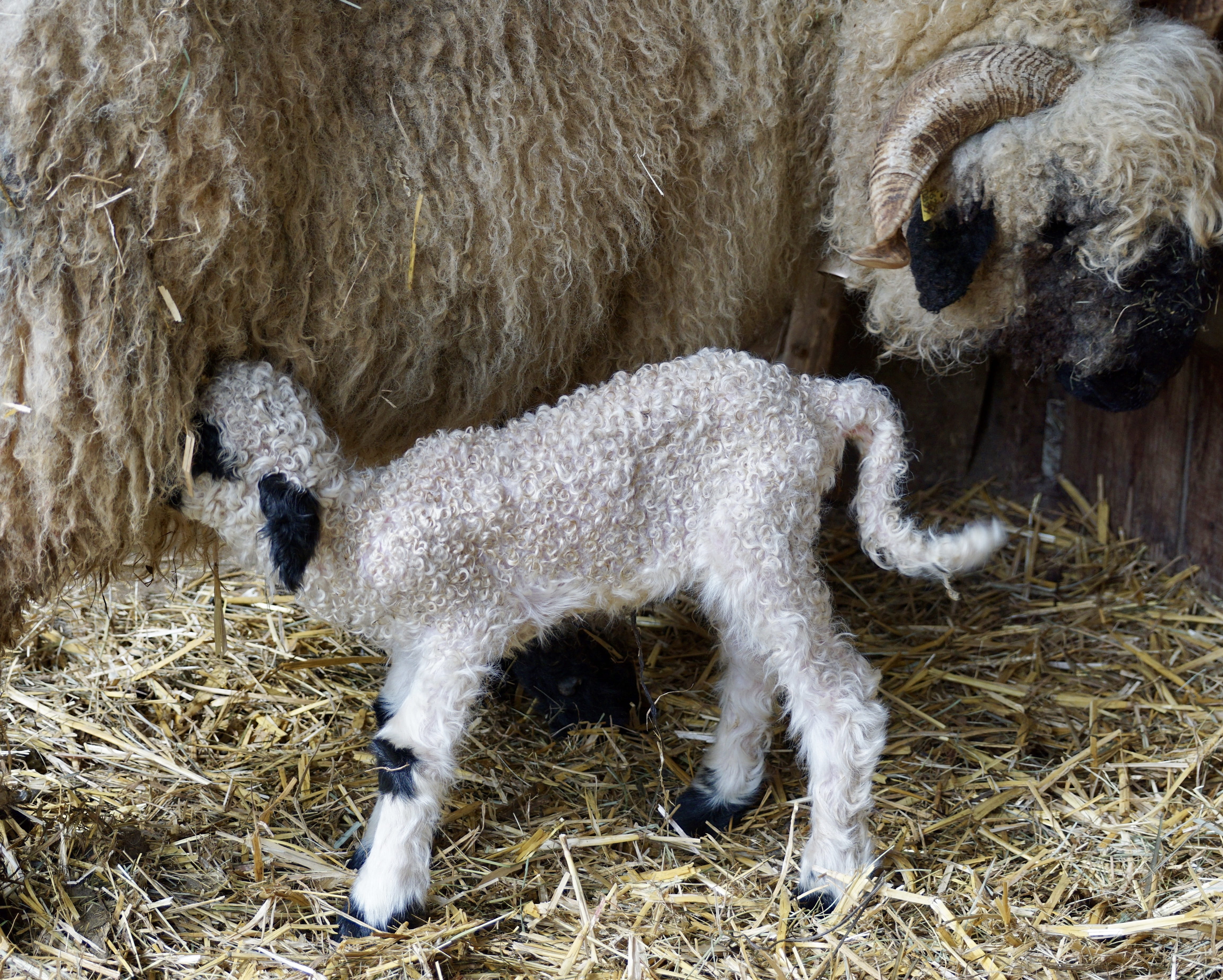 twisted horns, 4K, group of animals, animal world, newborn, horn, baby, born, care, animal family, black nosed sheep, charming, vertebrate, hay, drink, HD Wallpaper