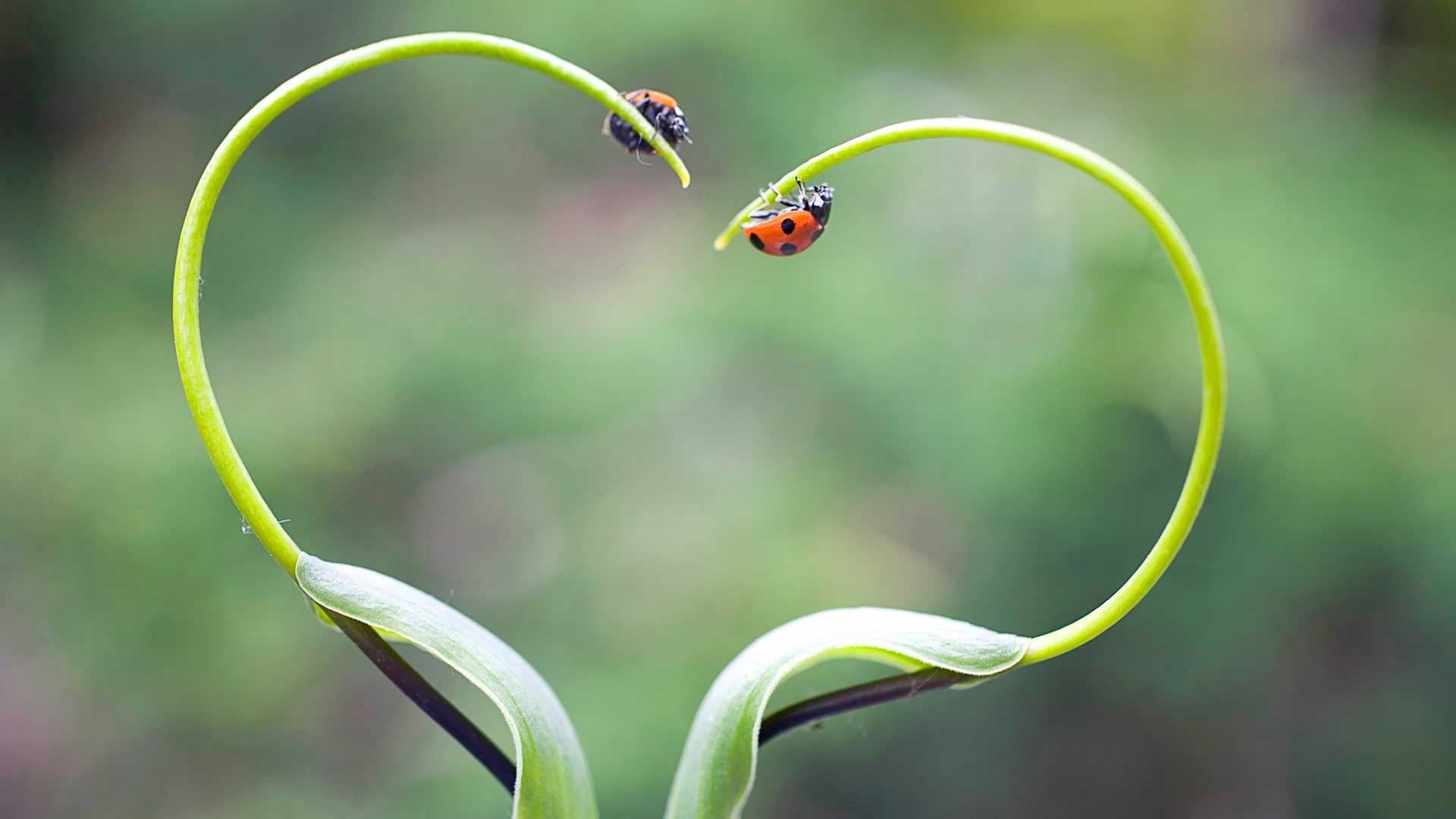 love, heart, ladybugs, insect, nature, plants, animals, 1080P, HD Wallpaper