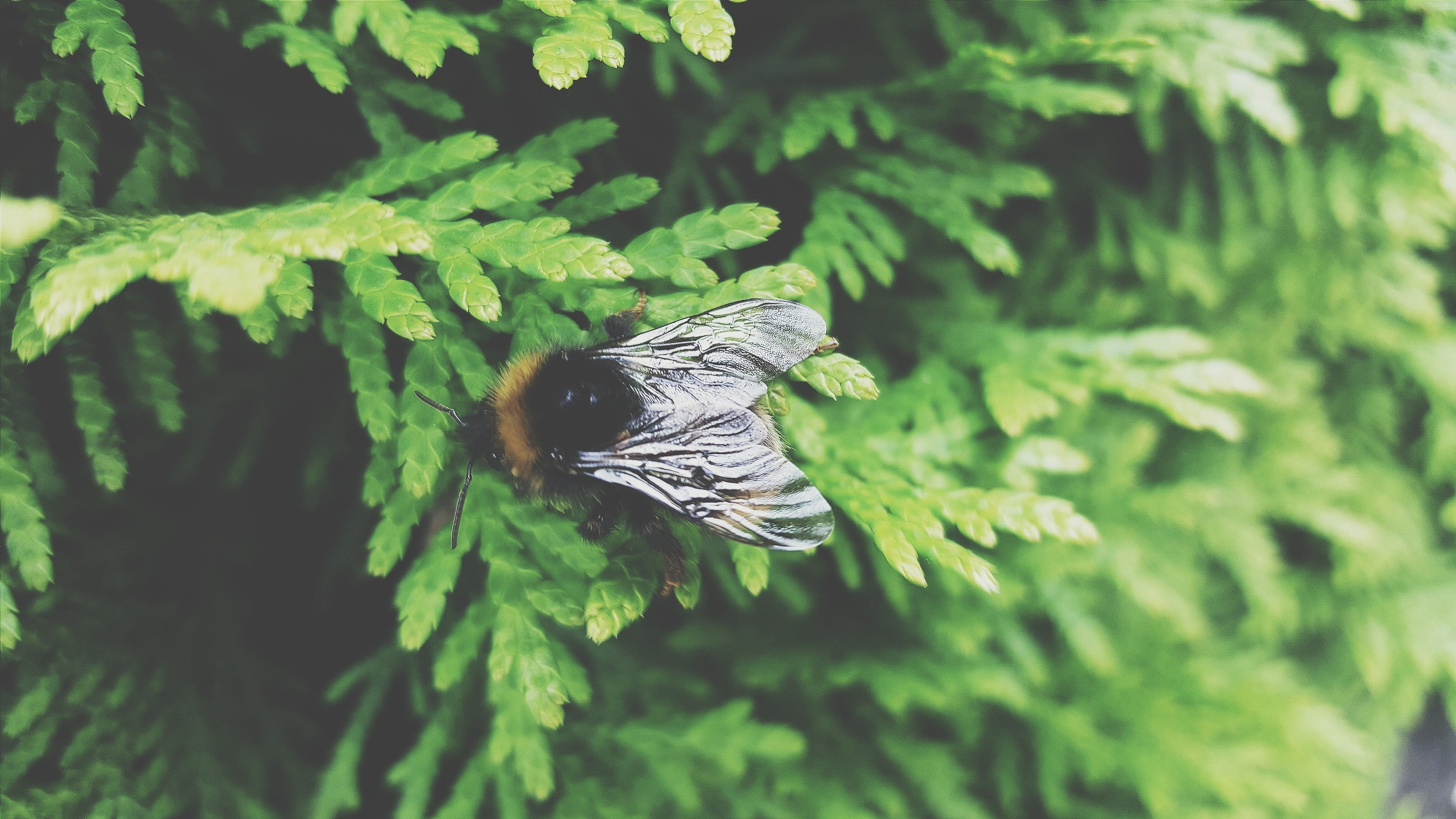butterfly - insect, animal wing, no people, outdoors, beauty in nature, 2K, plant part, green color, animal themes, bees, close-up, animal wildlife, animal, HD Wallpaper