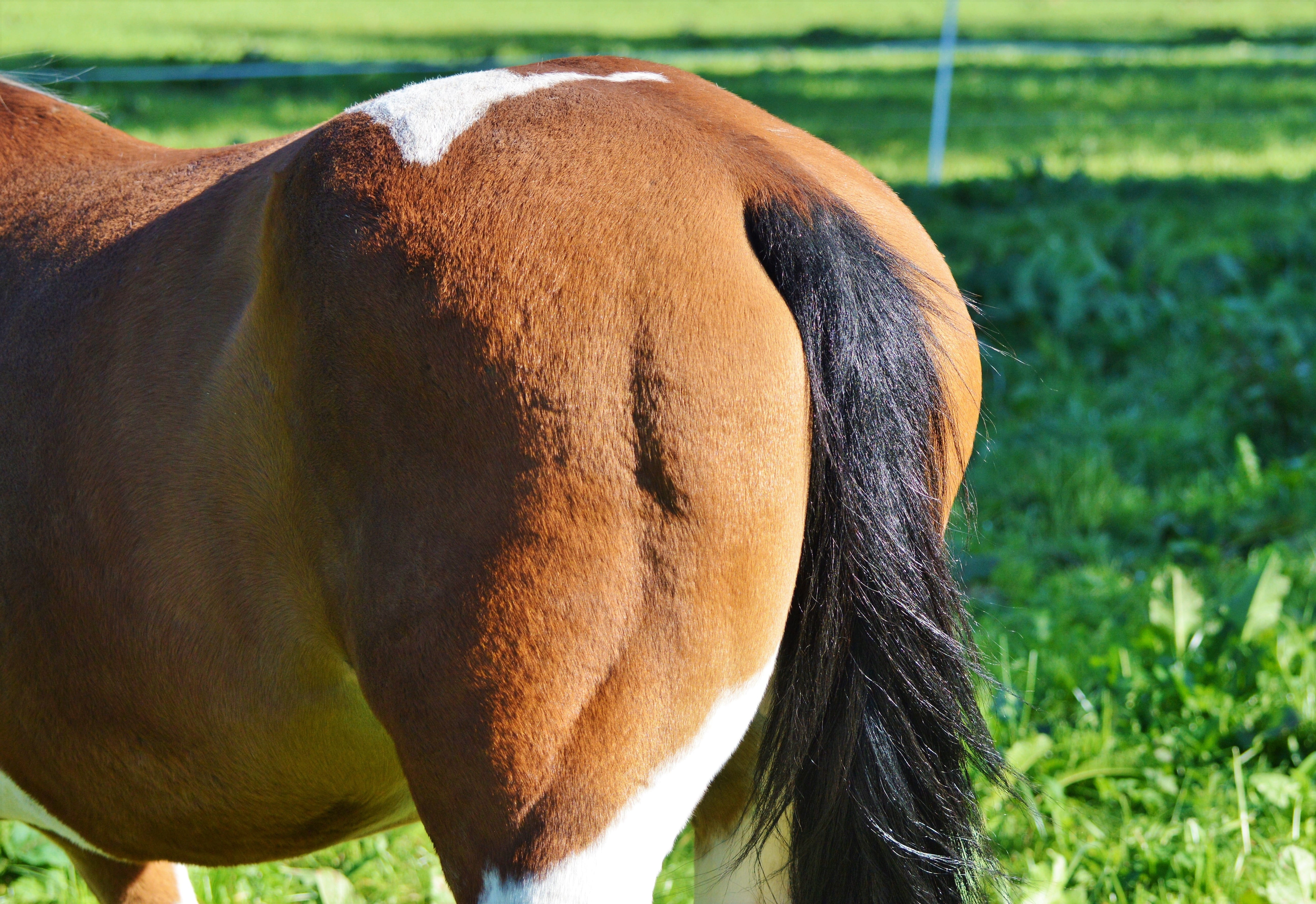 day, animal themes, land, domestic animals, outdoors, agriculture, animal head, tail, butt, grazing, livestock, rump, animal, nature, animal wildlife, horse, HD Wallpaper