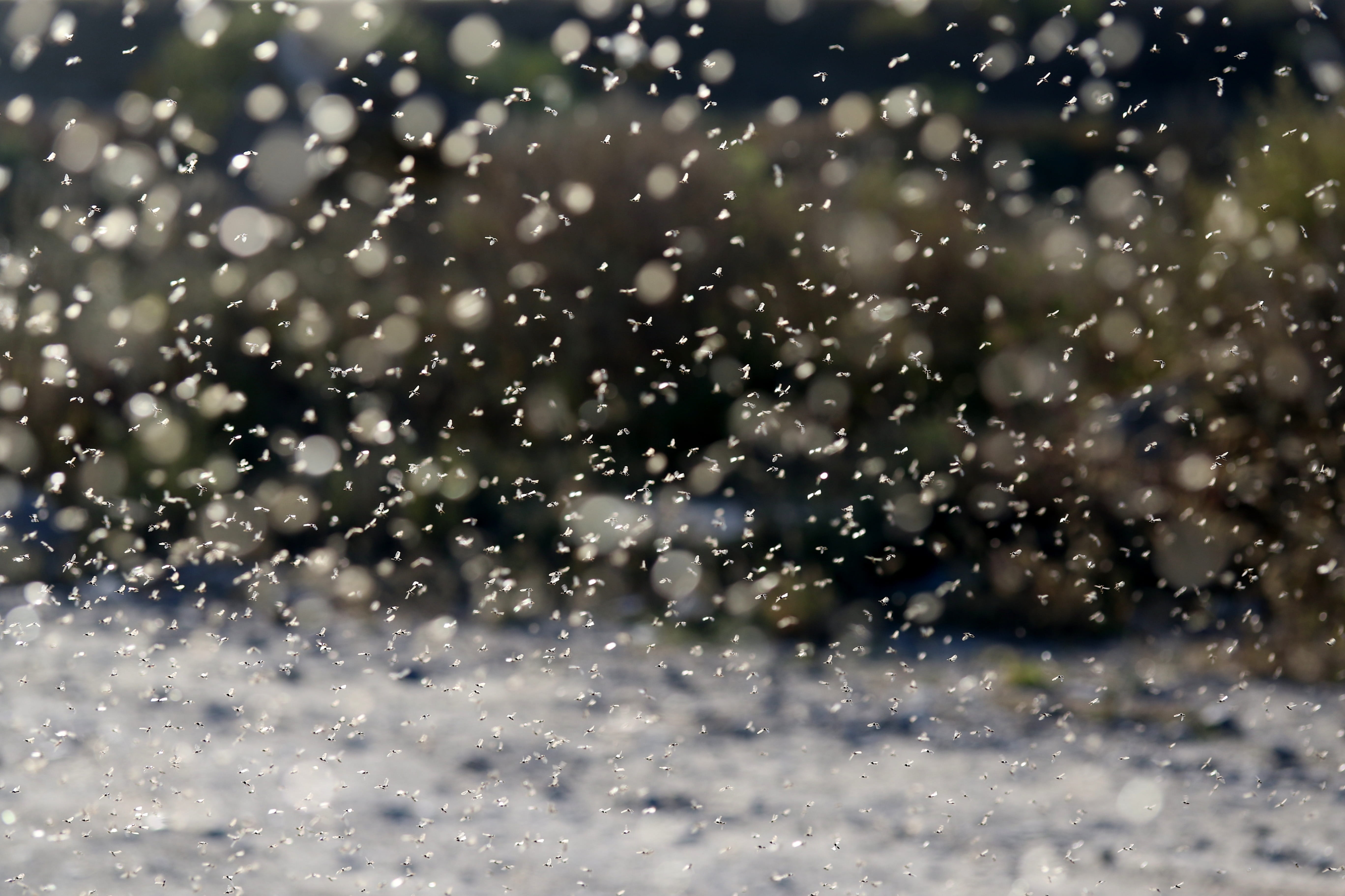 nature, water, mating, outdoors, insects, love, ephemeris, wet, drop, rain, transparent, window, no people, glass, flight, backgrounds, close-up, rainy season, HD Wallpaper