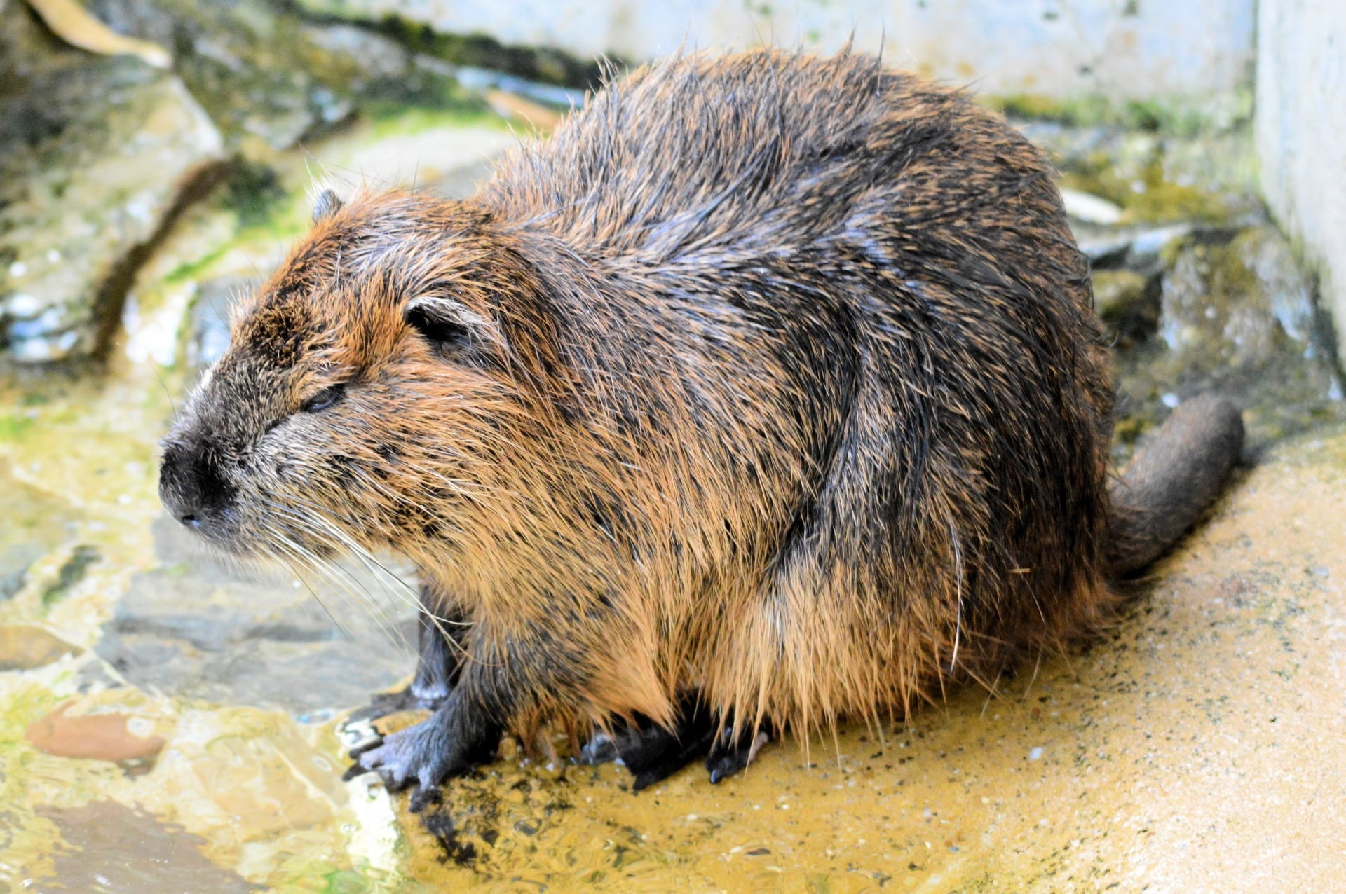 swimmer, animal head, animal, day, animal themes, lakes, shorelines, 1080P, rivers, focus on foreground, rat, side view, no people, whisker, rodent, animals in the wild, HD Wallpaper