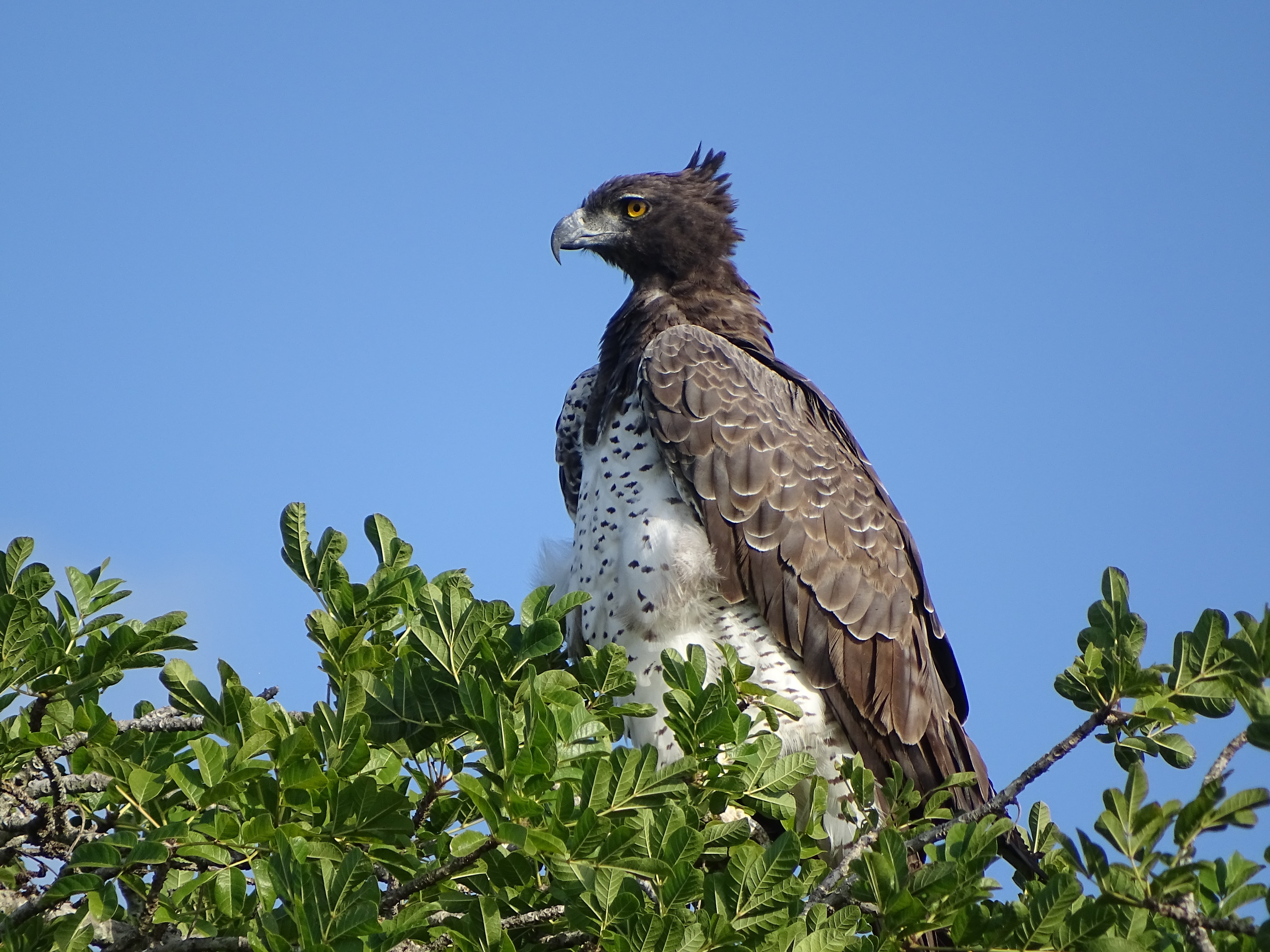 bird, day, martial eagle, low angle view, adler, no people, blue, perching, animal, sky, plant, bird of prey, south africa, falcon - bird, 5K, tree, animal wildlife, HD Wallpaper