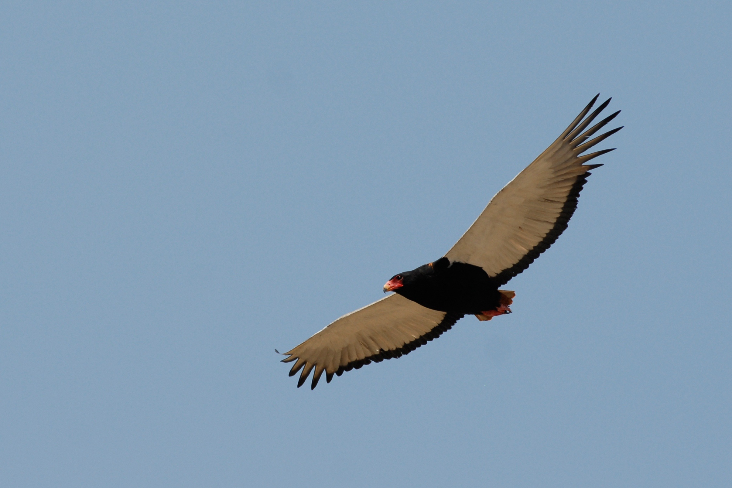 flying, animal wing, savuti, botswana, clear sky, sky, searching, vertebrate, adler, outdoors, bird, animal themes, 1080P, one animal, low angle view, HD Wallpaper