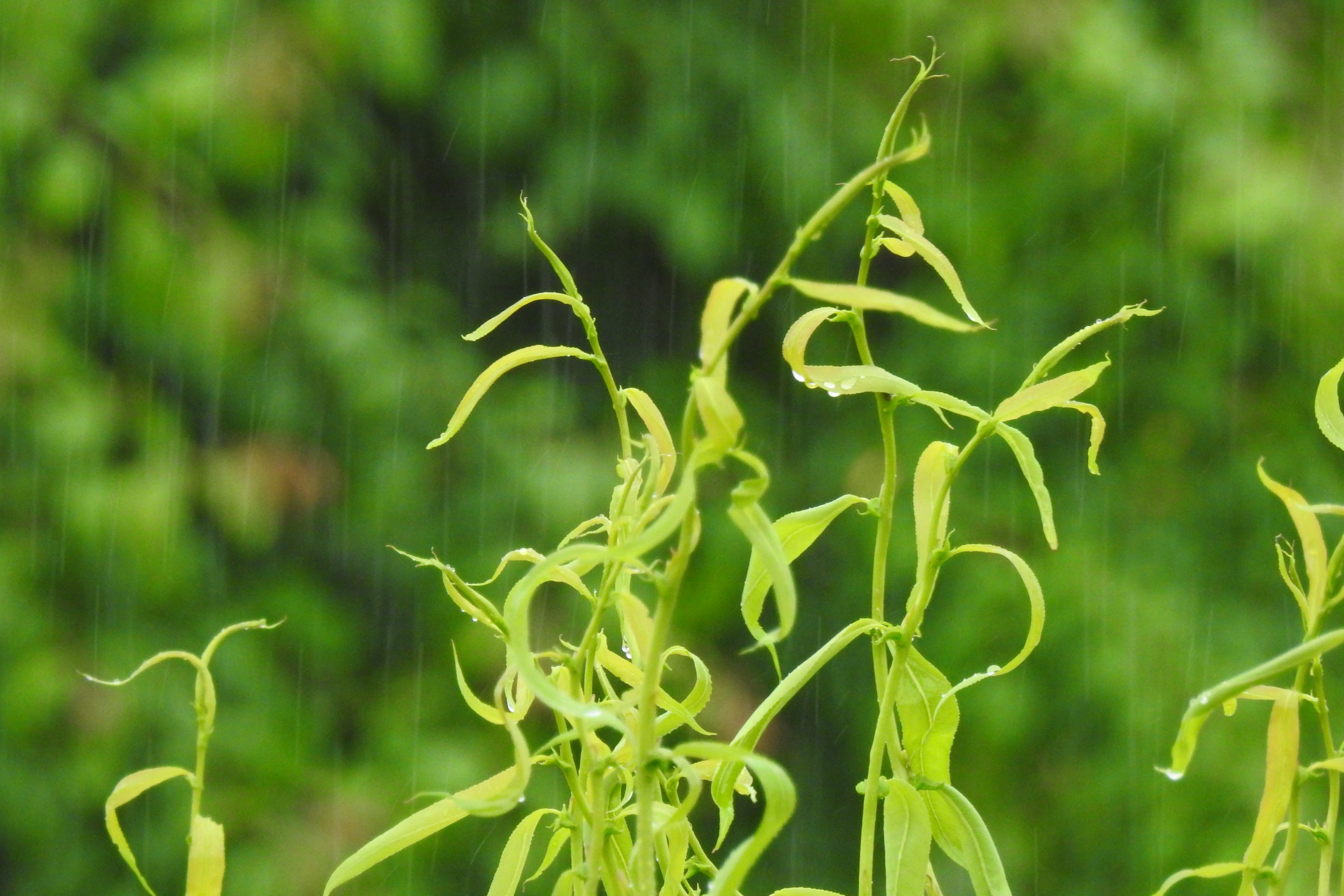 land, plant, rain, drops of water, rain drops, spring, growth, freshness, after the storm, food and drink, the background, day, food, the downpour, no people, HD Wallpaper
