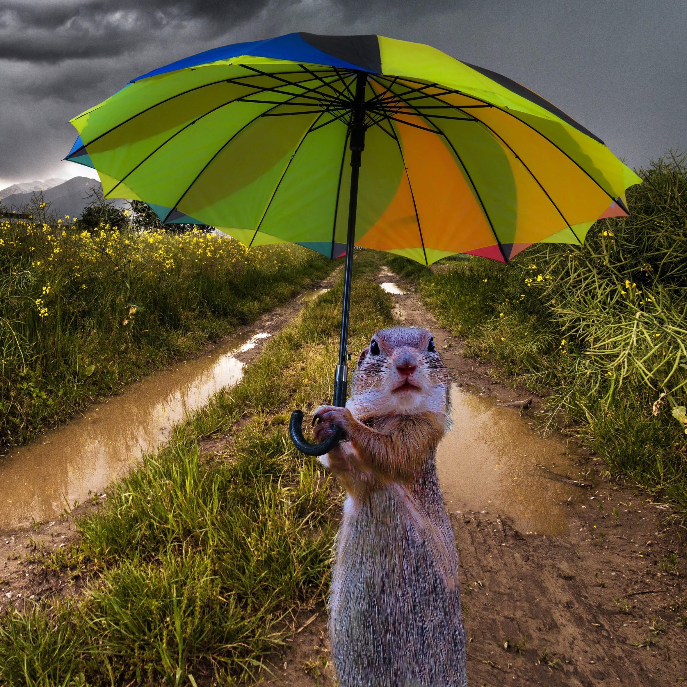 dog, rain, storm, mammal, outdoors, composing, security, no people, sky, animals, plant, screen, umbrella, wet, safety, sitting, holding, land, illustration, Phone HD Wallpaper