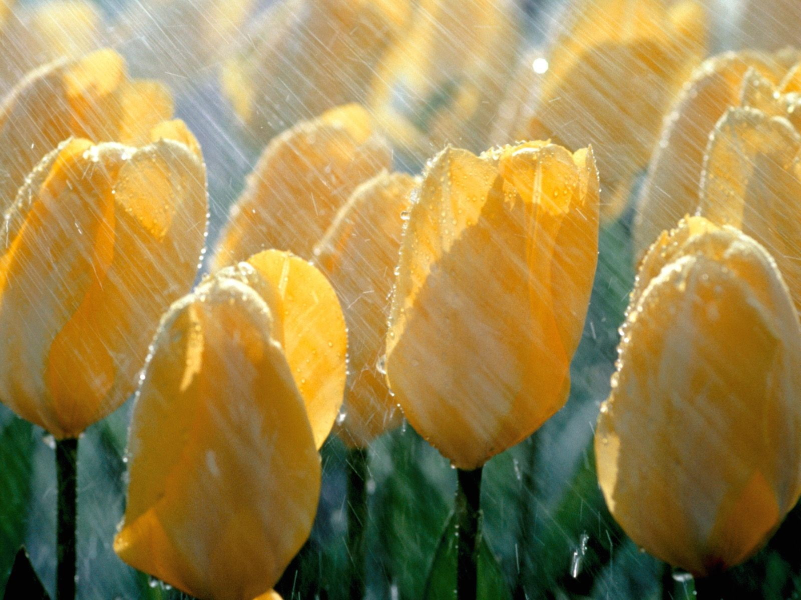 tulips, nature, flowers, 720P, rain, HD Wallpaper