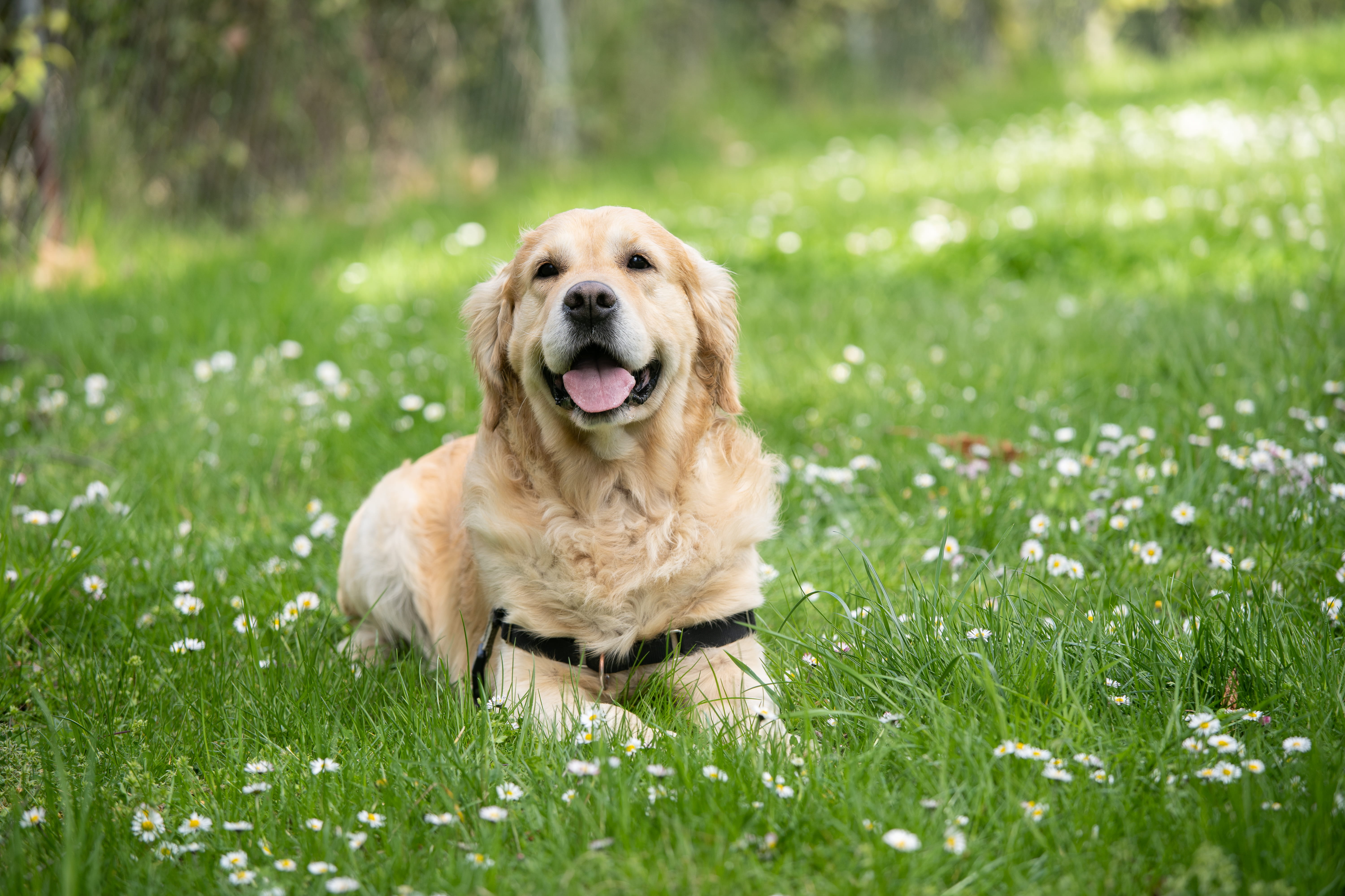 animal, smile, pet, green color, one animal, golden retriever, labrador, sitting, golden, hygge, lying, happy, mouth open, short, grass, domestic animals, HD Wallpaper