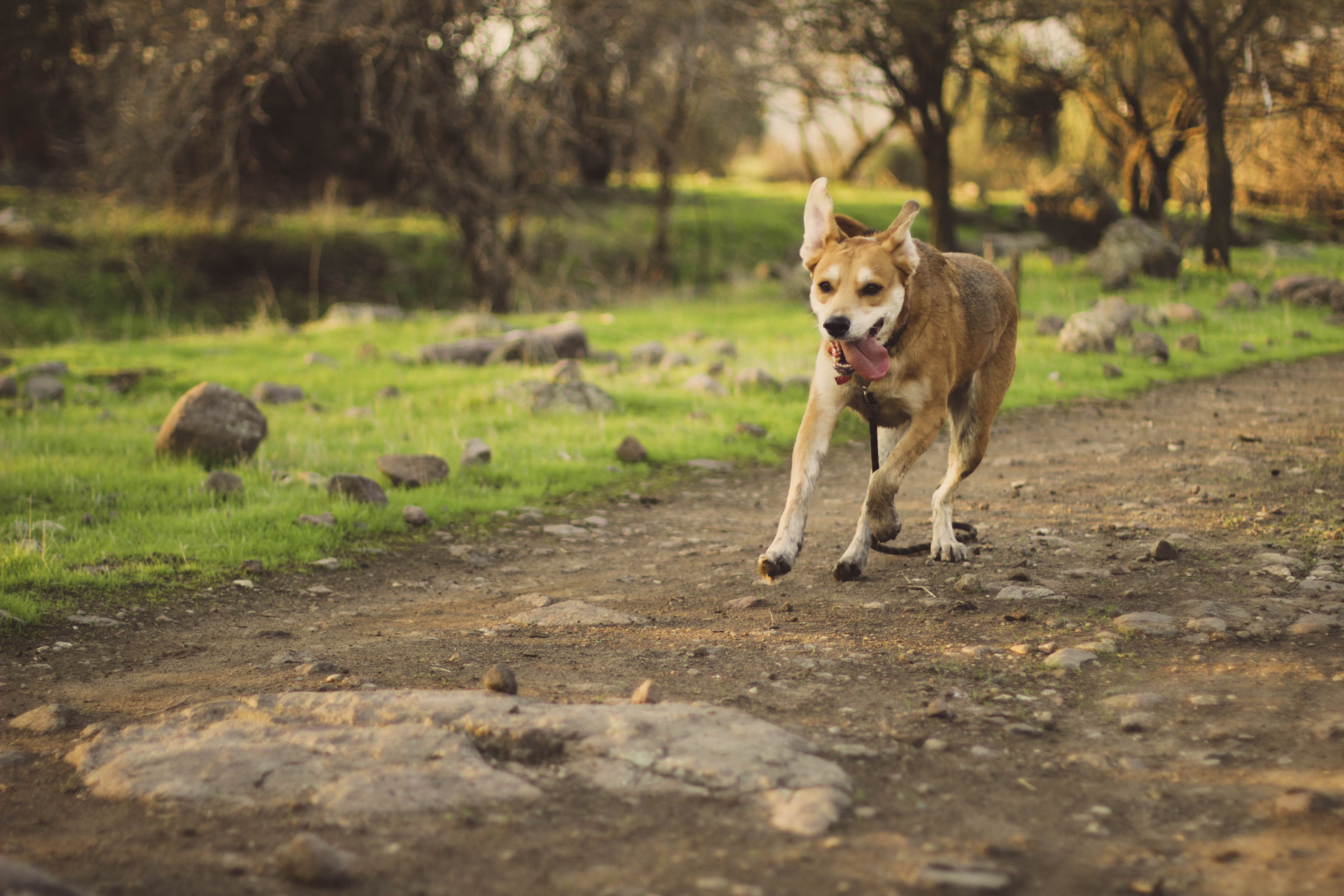 domestic animals, coated, outdoors, land, domestic, pets, dog, plant, path, canine, pathway, nature, field, medium, selective focus, no people, daytime, HD Wallpaper