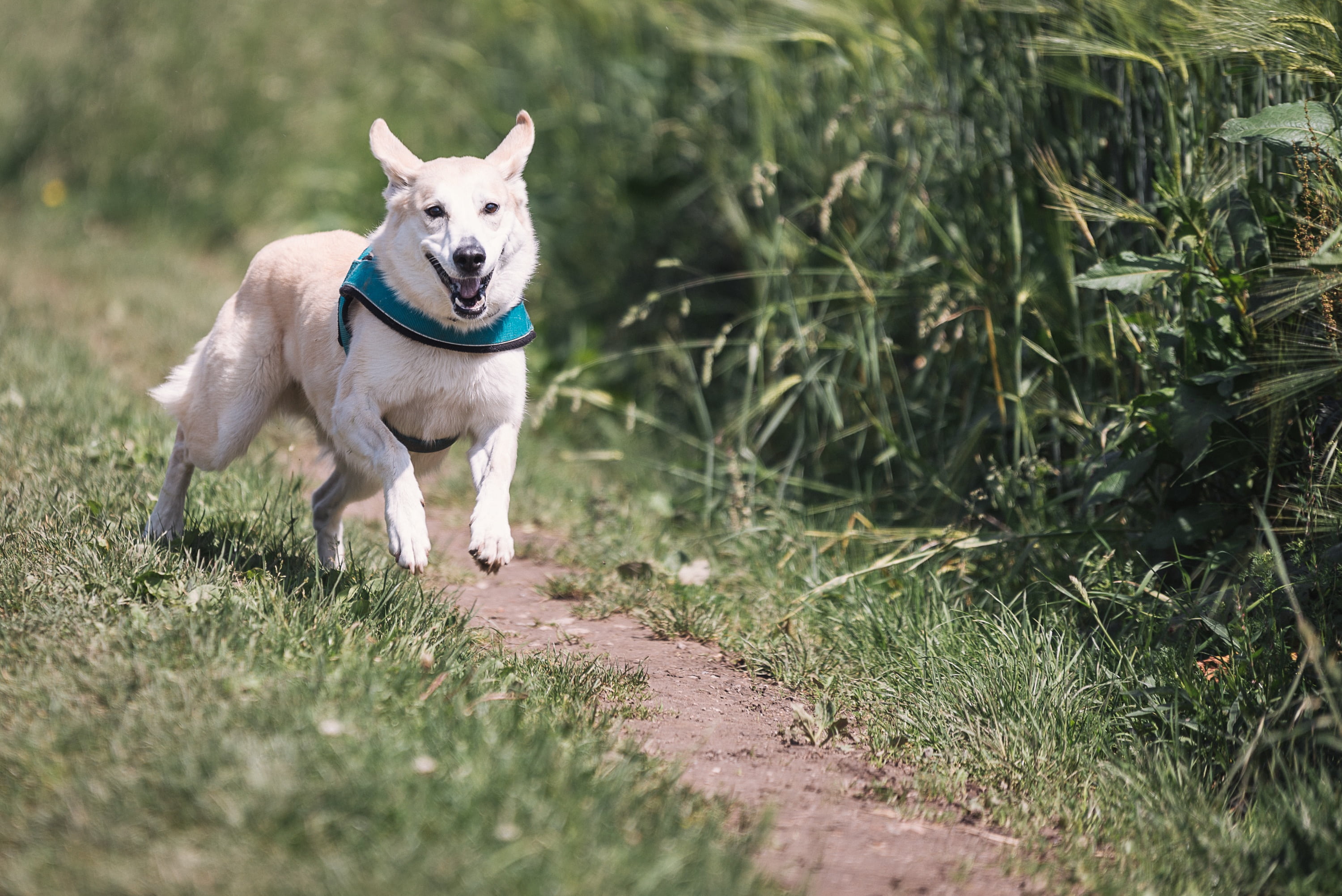 domestic, white, green color, race, vertebrate, running, short, pet, mixed breed dog, brown, selective focus, one animal, field, run, fun, grass, daytime, HD Wallpaper