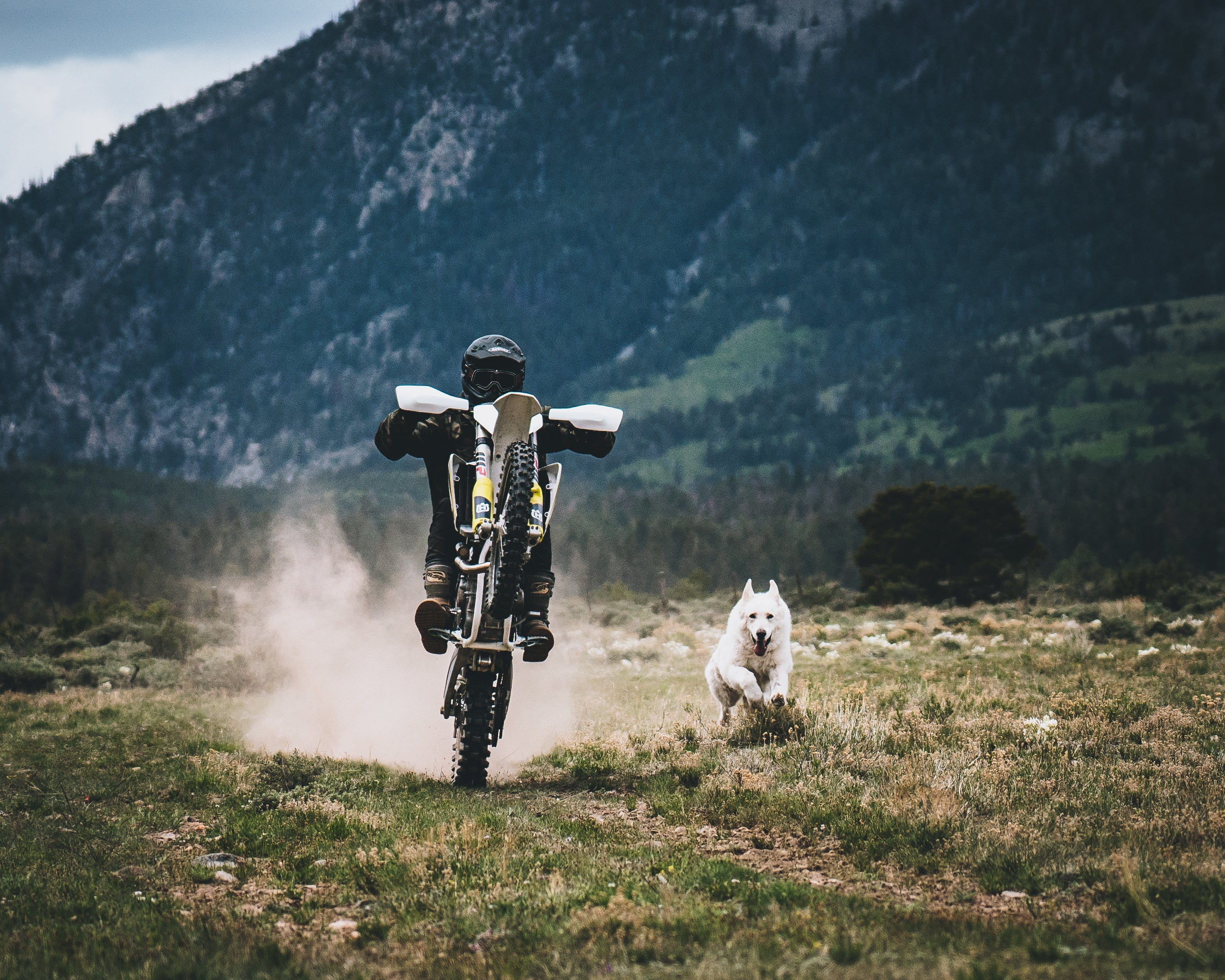 motion, mountain, animal, grass, domestic animals, transportation, landscape, nature, race, dog, animal themes, mountain range, mammal, mode of transportation, HD Wallpaper