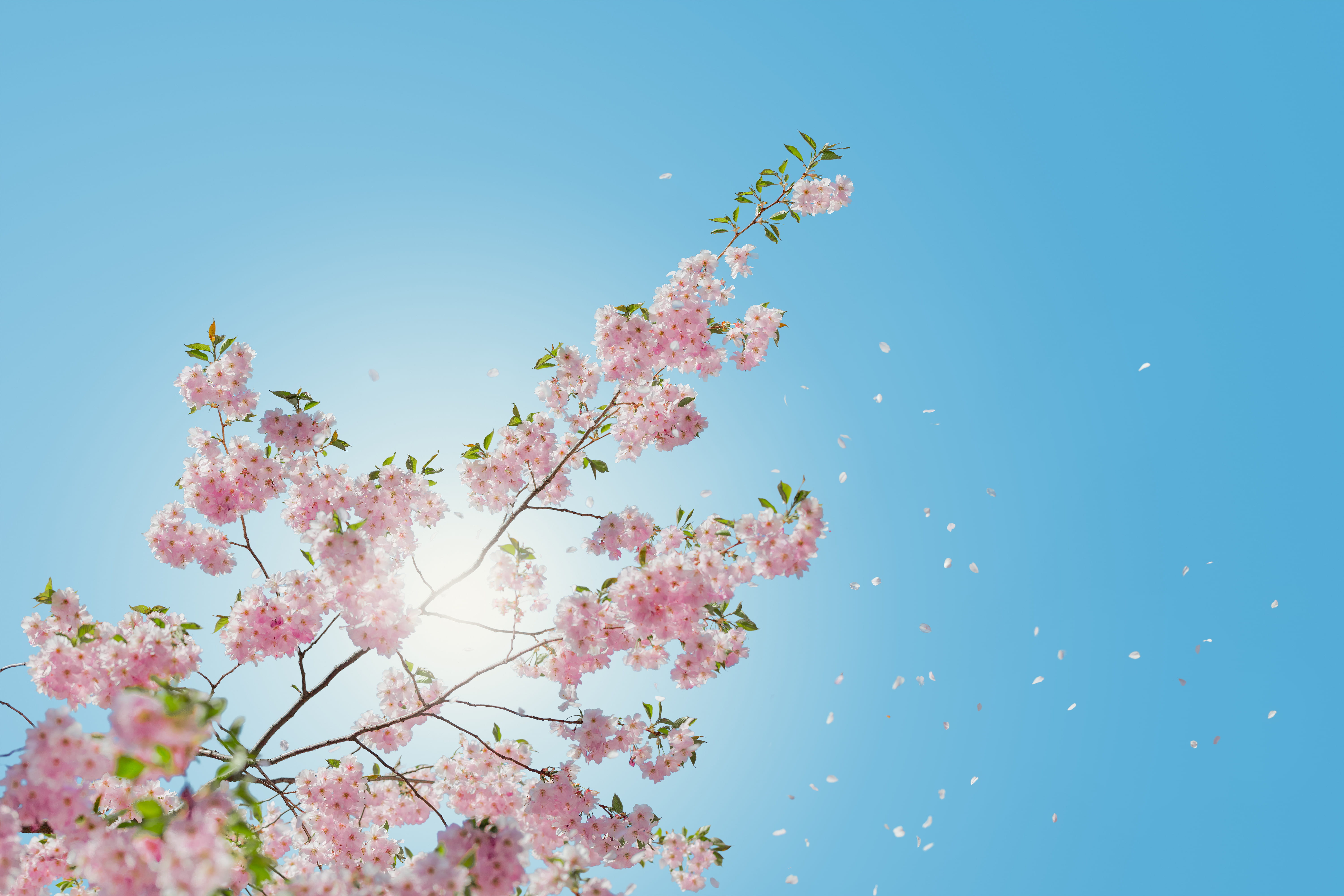 growth, vulnerability, falling, stick, low angle view, blossom, flowering plant, blossoms, cherry, flowering, cherry blossom, blue background, no people, HD Wallpaper