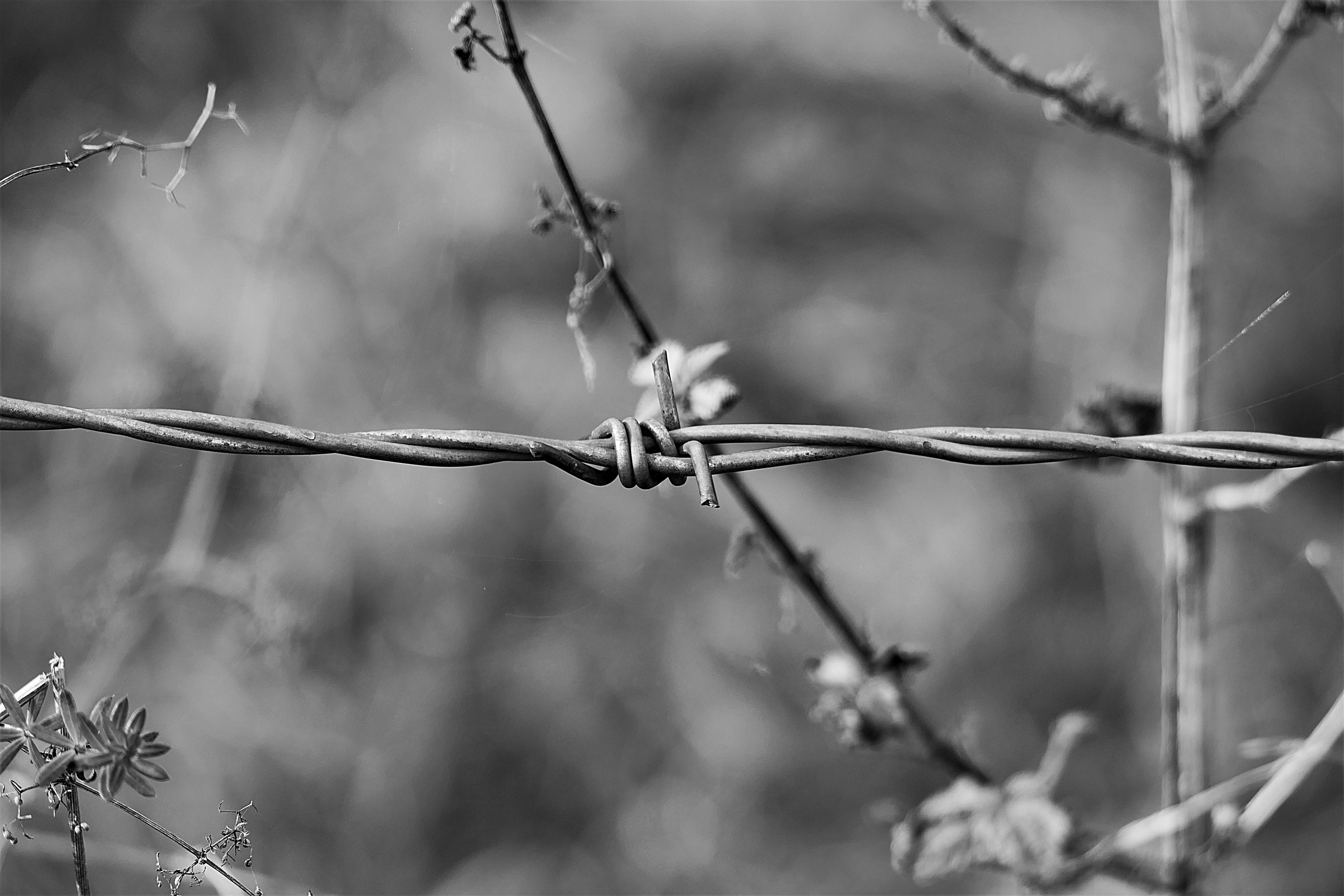 fence, macro, barrier, barbed wire, nature, outdoors, security, plant, safety, protection, wire, spur, barbed, close-up, warning sign, sharp, boundary, HD Wallpaper