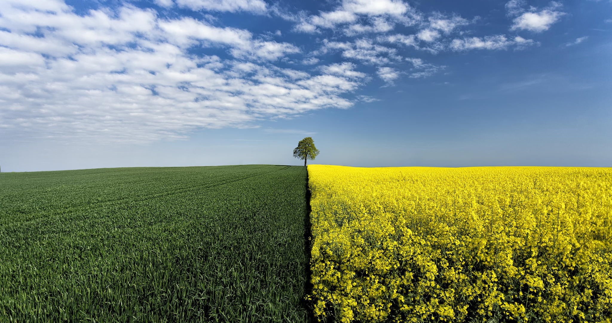 wood, boundary, field, 1080P, canola, wood boundary, HD Wallpaper