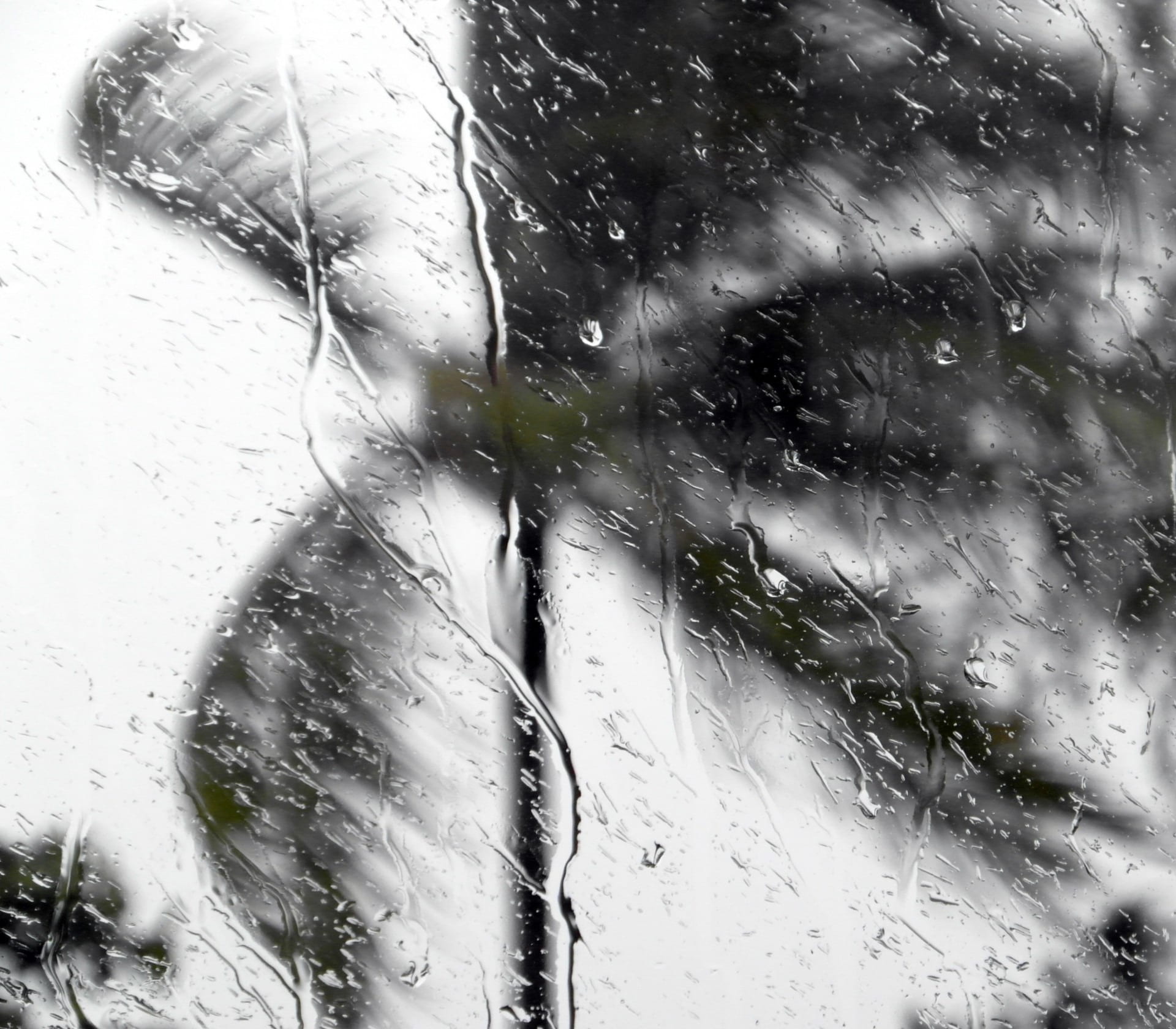 close-up, lifestyles, clouds, weather, motion, rain, tropical, wind, card, bending, blowing, palm, portrait, tree, 1080P, danger, rainy, untitled, thunderstorm, HD Wallpaper
