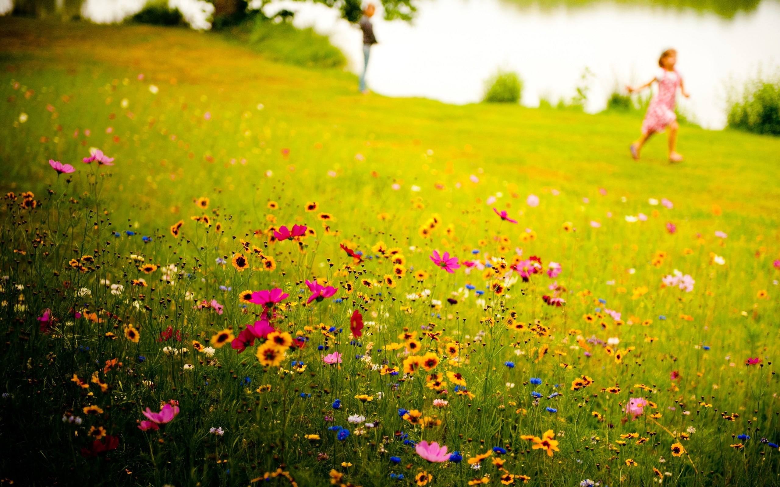 Wildflowers, hd, Flowers, meadows, nature, blurred background, blurred, 2K, children, art, Landscapes, background, grass, HD Wallpaper
