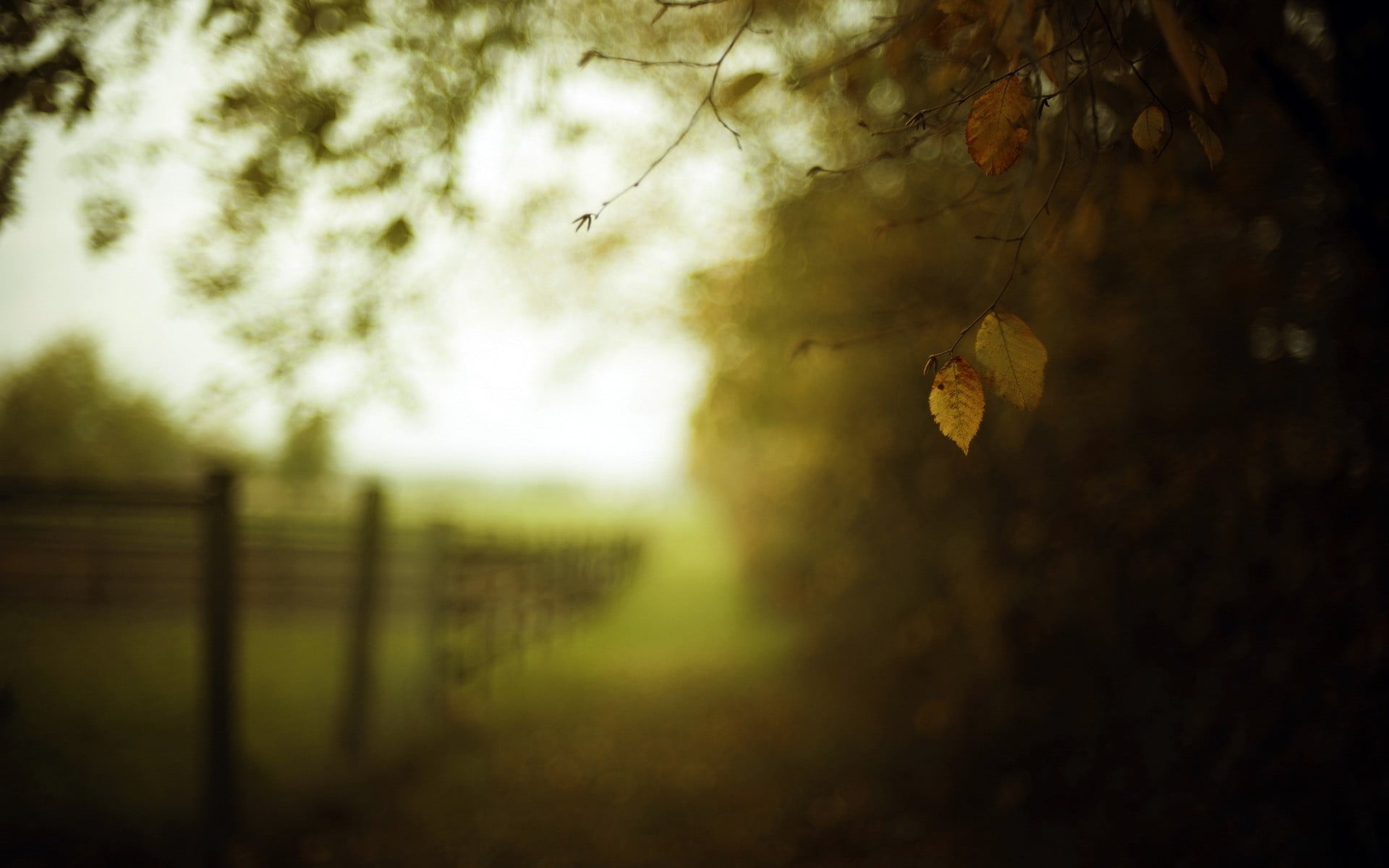 1080P, sky, nature, land, autumn, tranquil scene, beauty in nature, scenics - nature, leaf, boundary, tranquility, brown, plant, rural scene, fence, leaves, HD Wallpaper