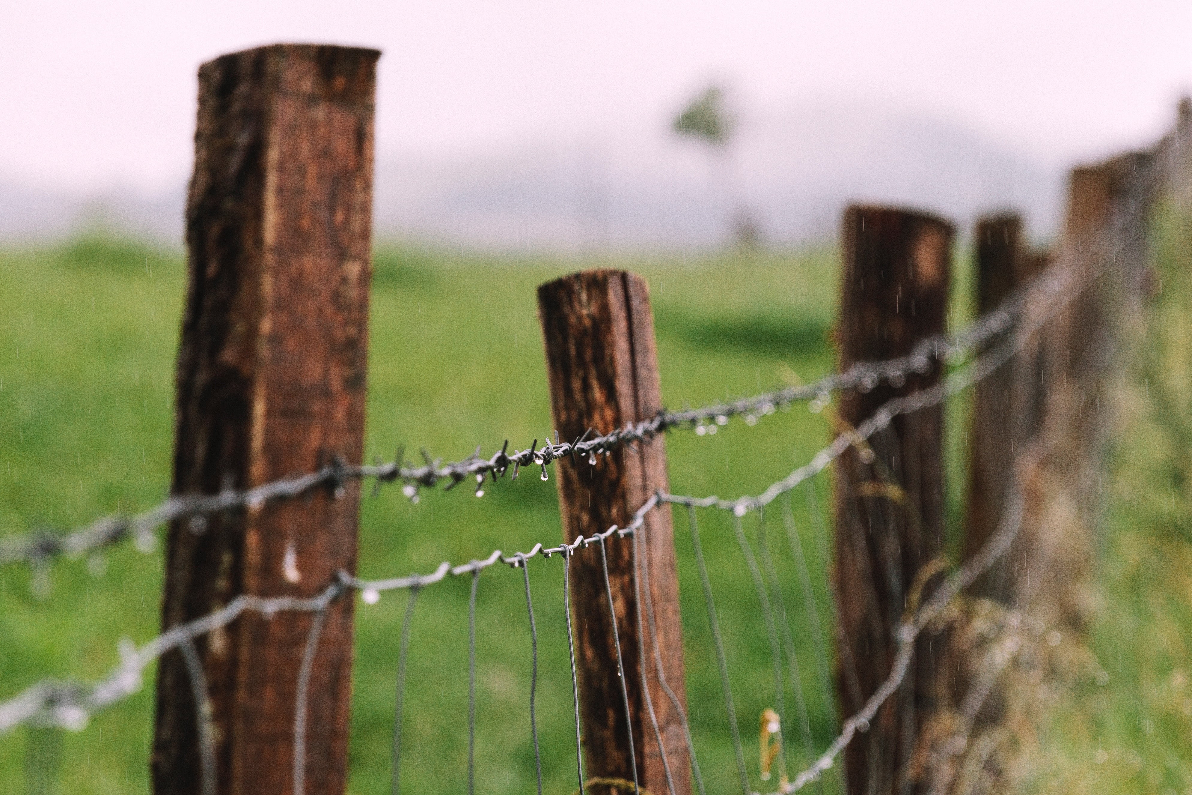 green Color, 4K, safety, boundary, post, wire, rusty, close-up, security, focus on foreground, protection, grass, metal, barrier, fence, landscape, sharp, HD Wallpaper