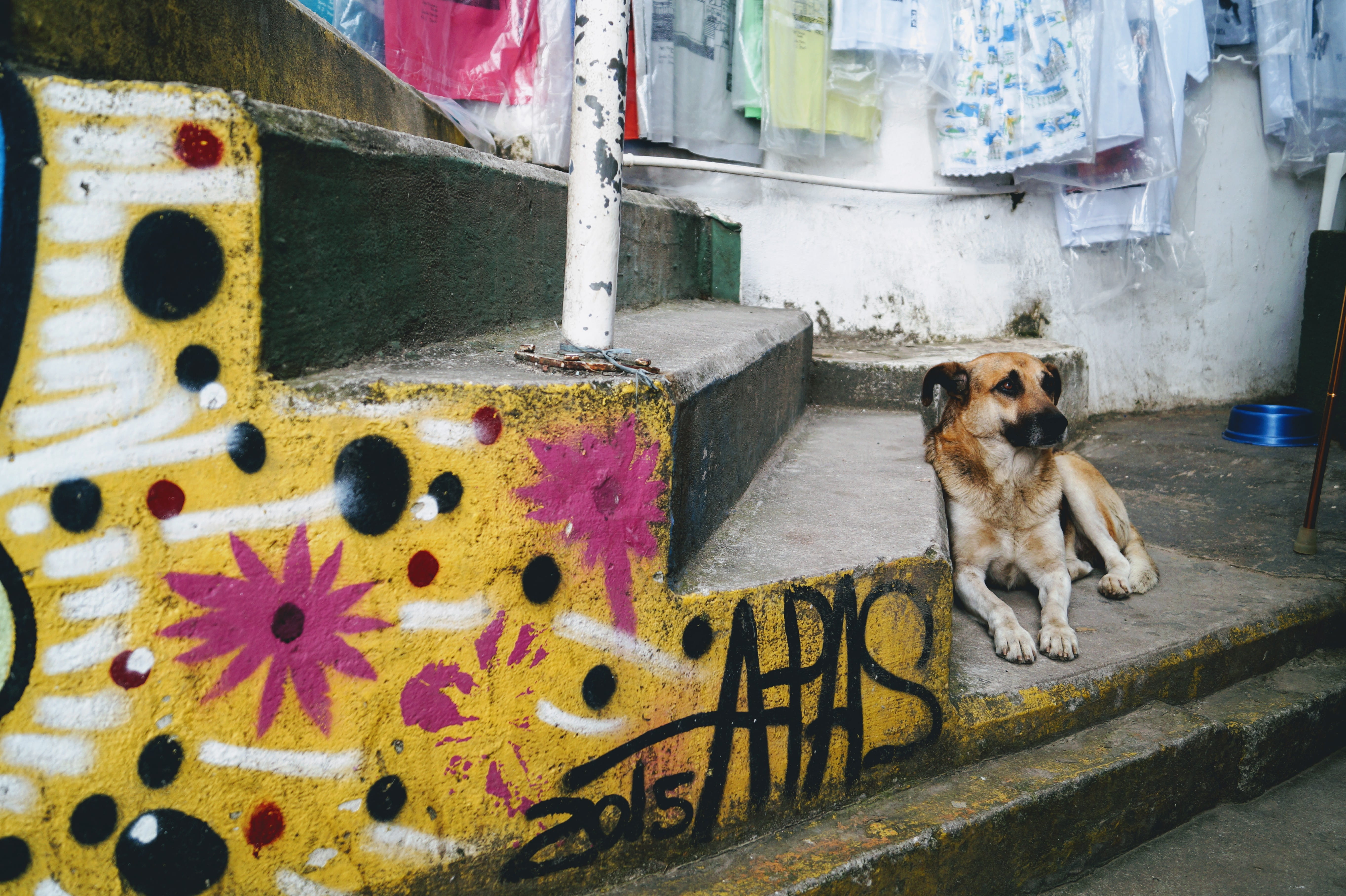 rio, vertebrate, day, dog, architecture, brazil, graffiti, portrait, no people, favelas, sitting, built structure, domestic animals, metal, favela santa marta tour, HD Wallpaper