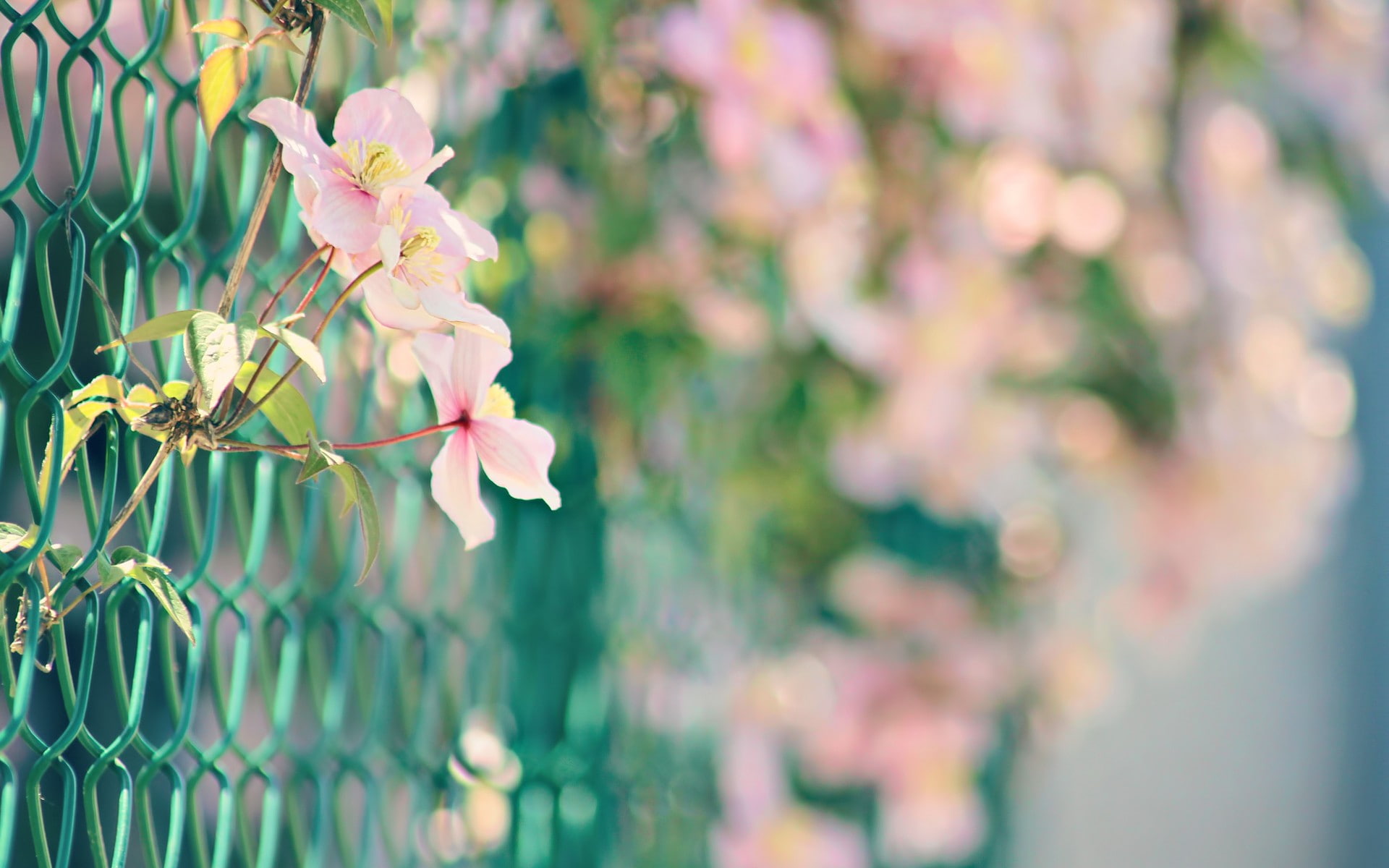 1080P, hd, flowers, blur, nature, macro, fence, HD Wallpaper