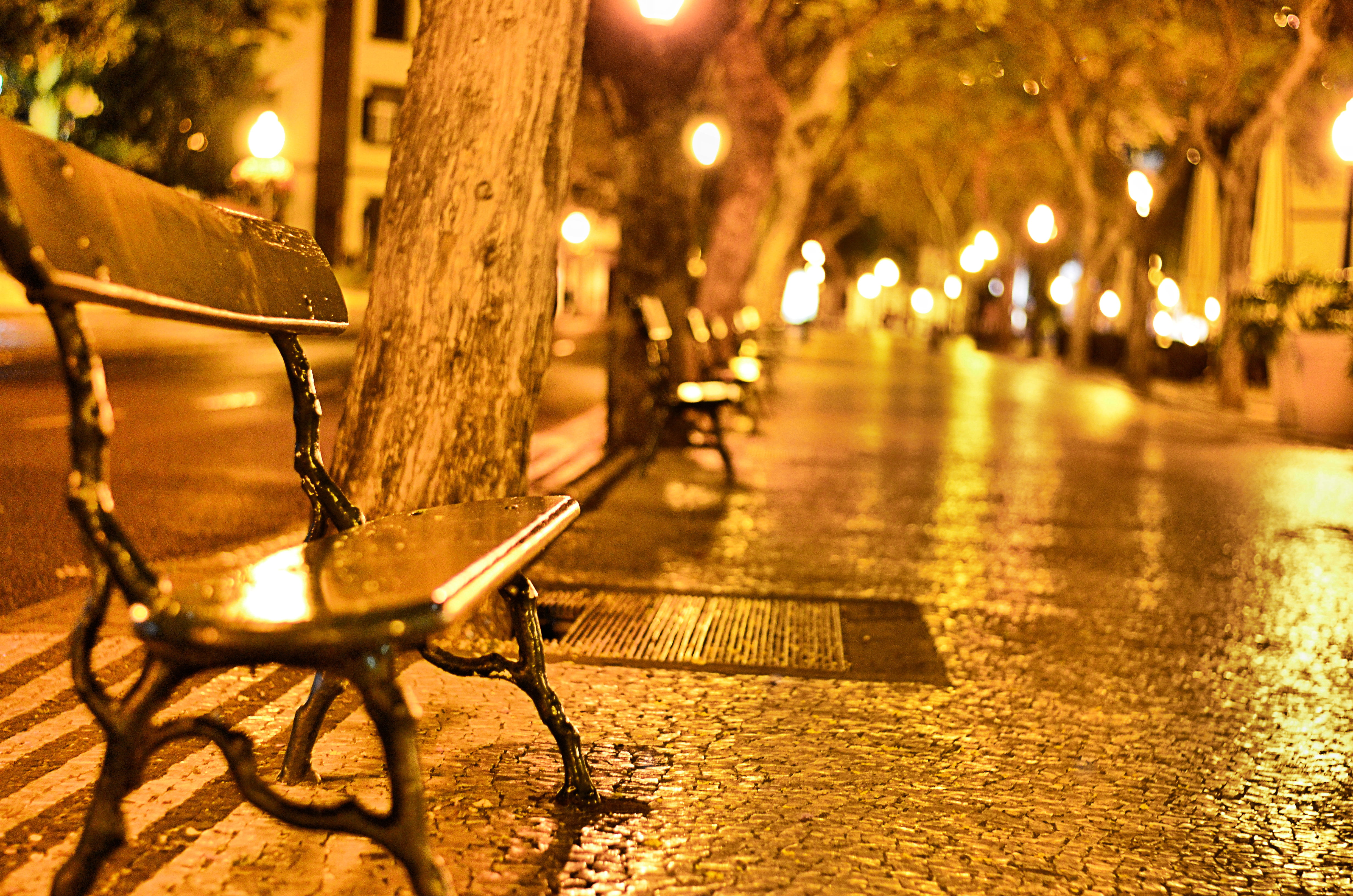 4K, CJS, Everyone, DSLR, street, Madeira, holiday  vacation, d7000, lights, street Light, streetlamp, dof, tree, in bed, NIkon, night, funchal, morning, HD Wallpaper