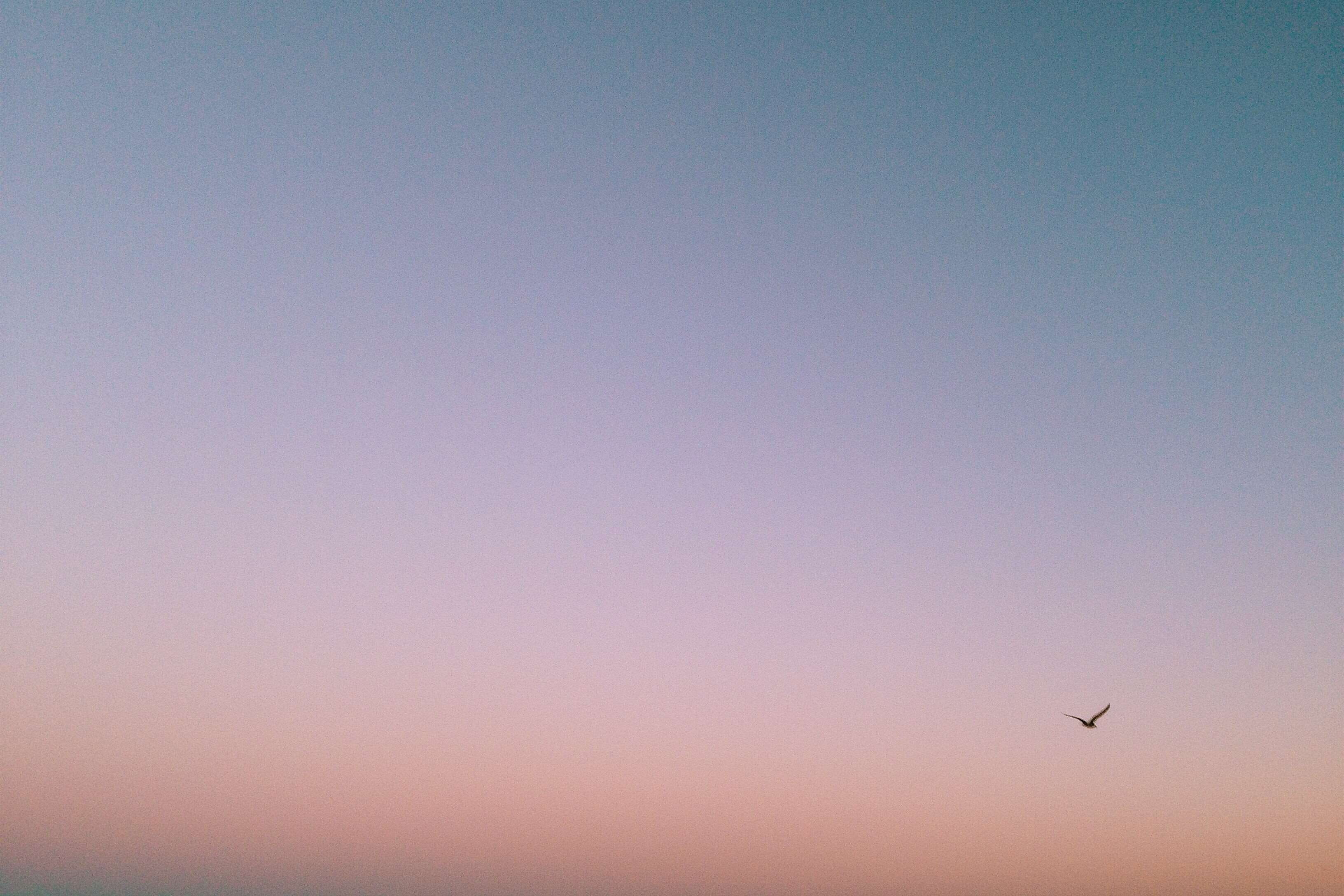 flying, sunset, low angle view, 2K, animal wildlife, birds, silhouette, nature, mid-air, animals in the wild, tranquility, clear sky, blue, sky, animal, HD Wallpaper