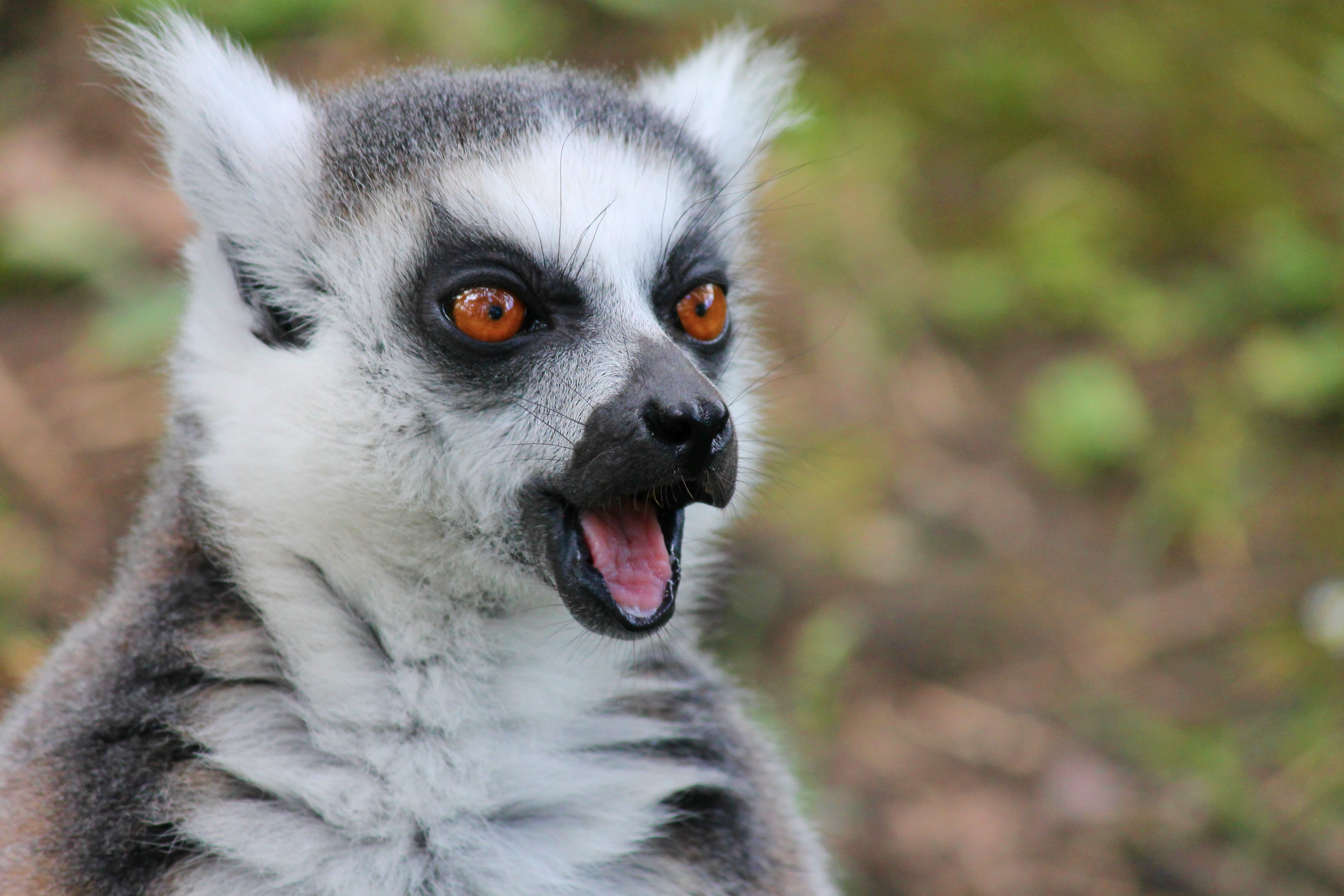 cute, animal portrait, watch, foot, animal mouth, zoo, animal head, maki, mouth open, animal eye, one animal, attention, primate, monkey, lemur monkey, HD Wallpaper