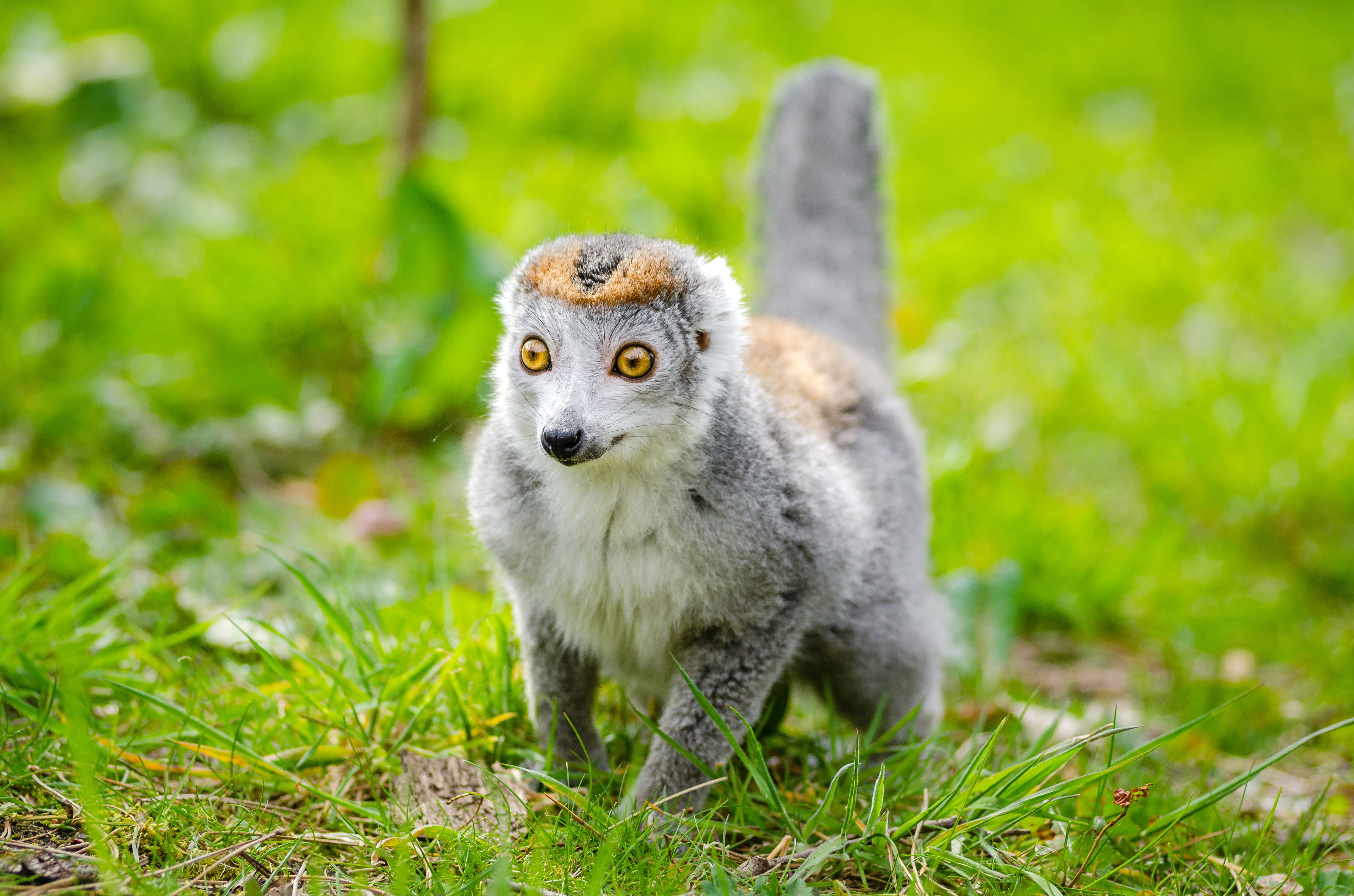 wildlife, madagascar, no People, ring-tailed Lemur, portrait, young Animal, 4K, animals In The Wild, primate, field, fluffy, land, cute, walking on, animal themes, HD Wallpaper