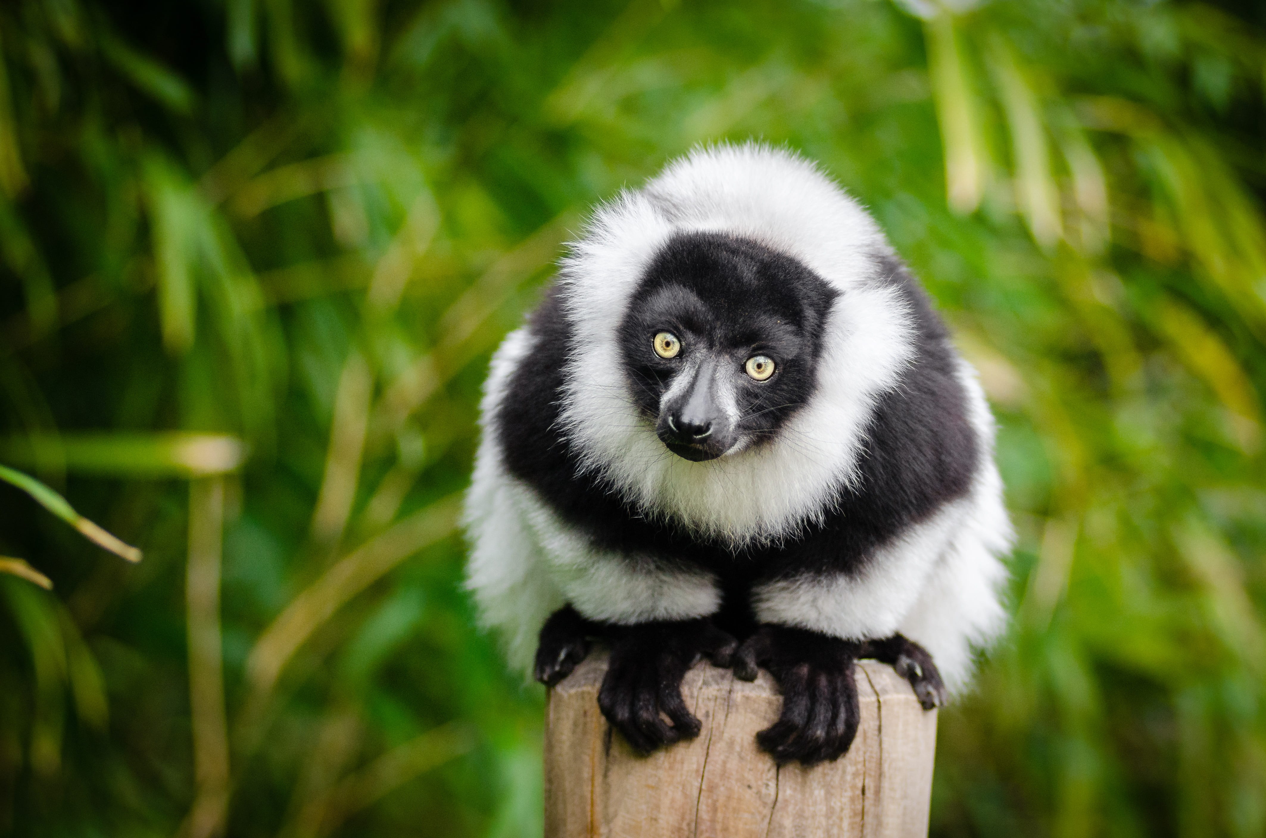 portrait, mammal, tree, bamboo - plant, outdoors, no people, black color, vertebrate, nature, animal wildlife, cute, animal, forest, plant, black and white fur, HD Wallpaper