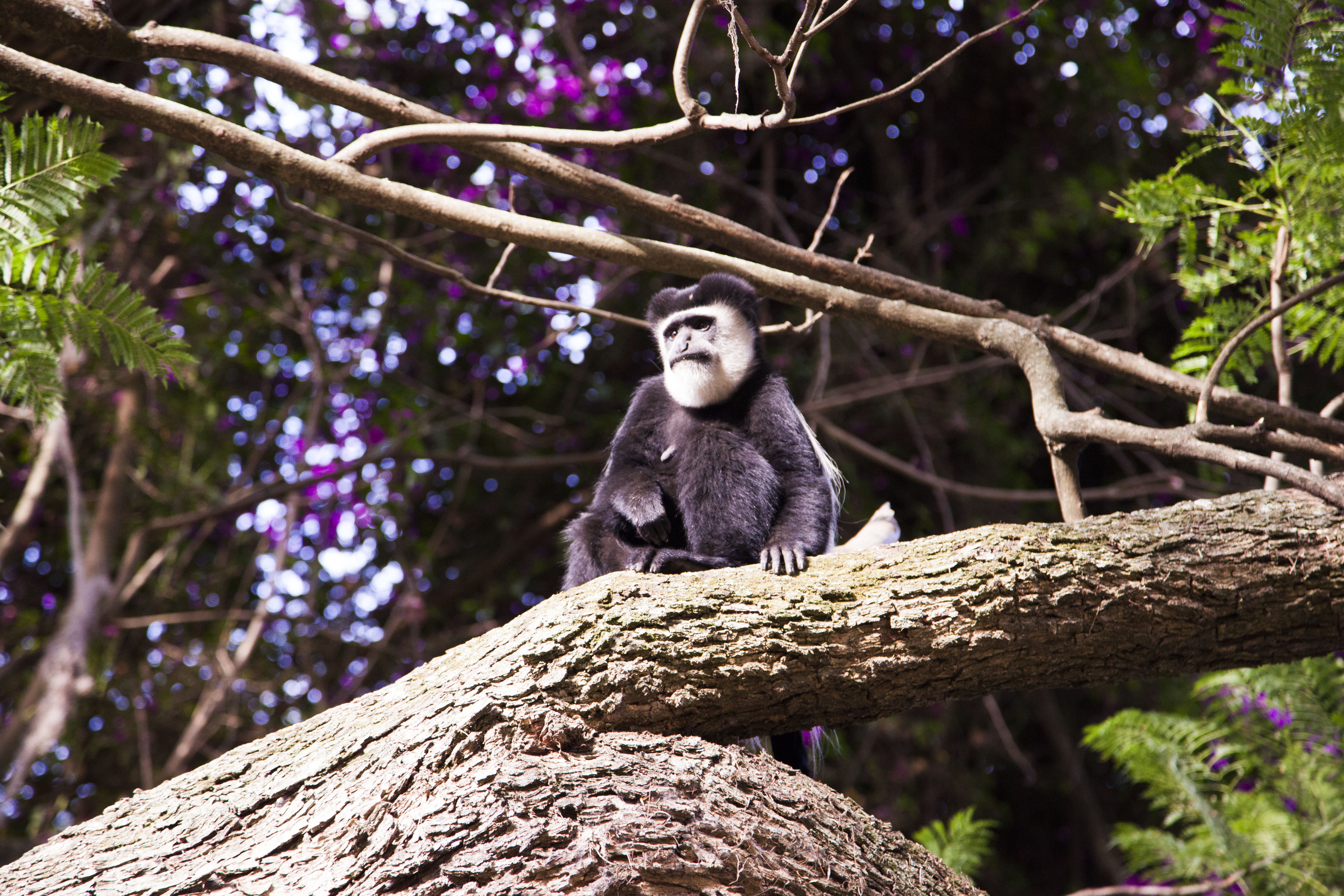 tree, trunk, outdoors, zoo, park, animal, forest, primate, black, 5K, low angle shot, nature, jungle, sit, wildlife, no people, tree bark, sitting, top, HD Wallpaper