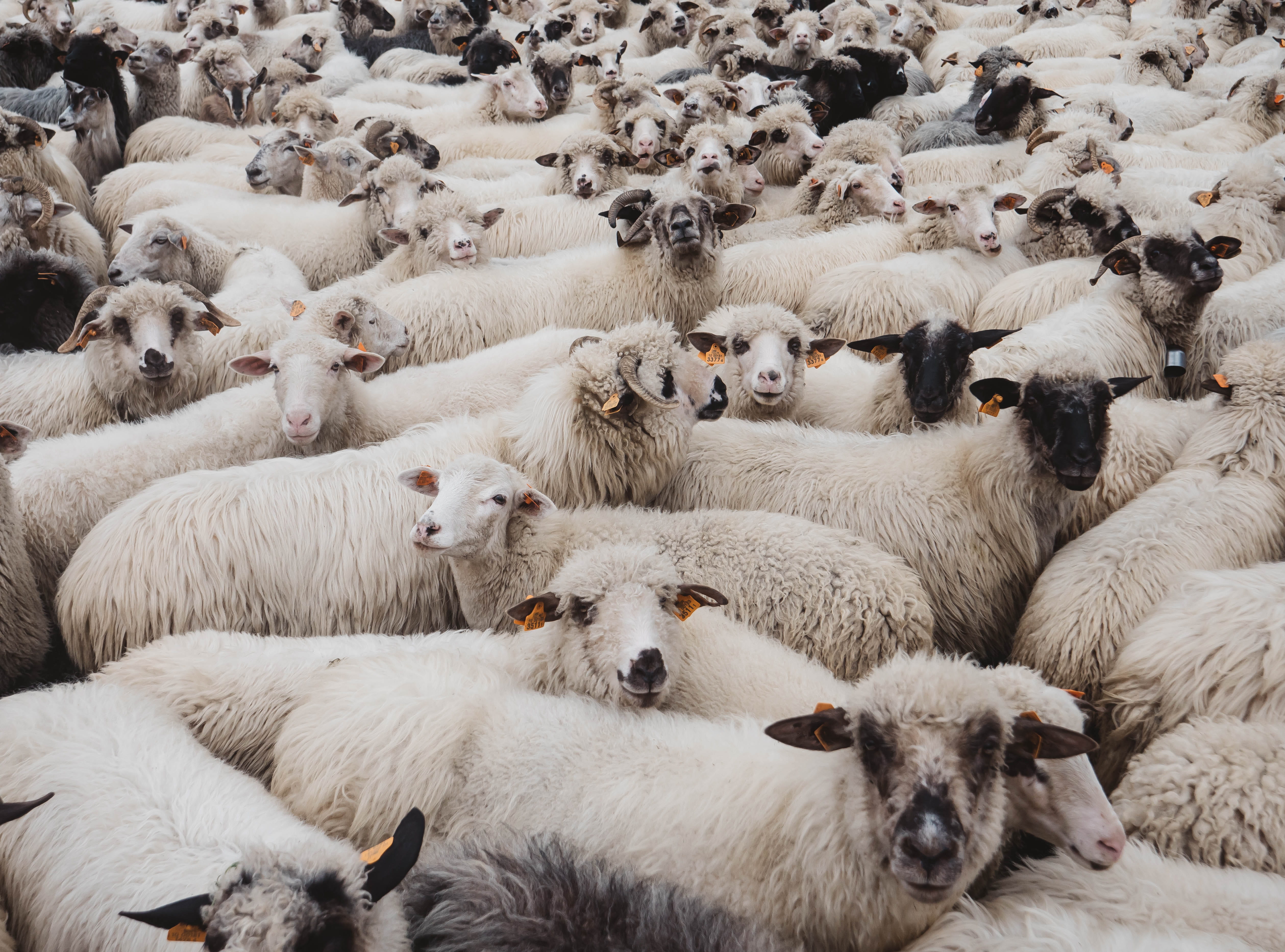 no people, agriculture, mammal, domestic animals, animal themes, white color, 4K, outdoors, blizzard, llama, heads, wool, flock, goat, large group of animals, HD Wallpaper