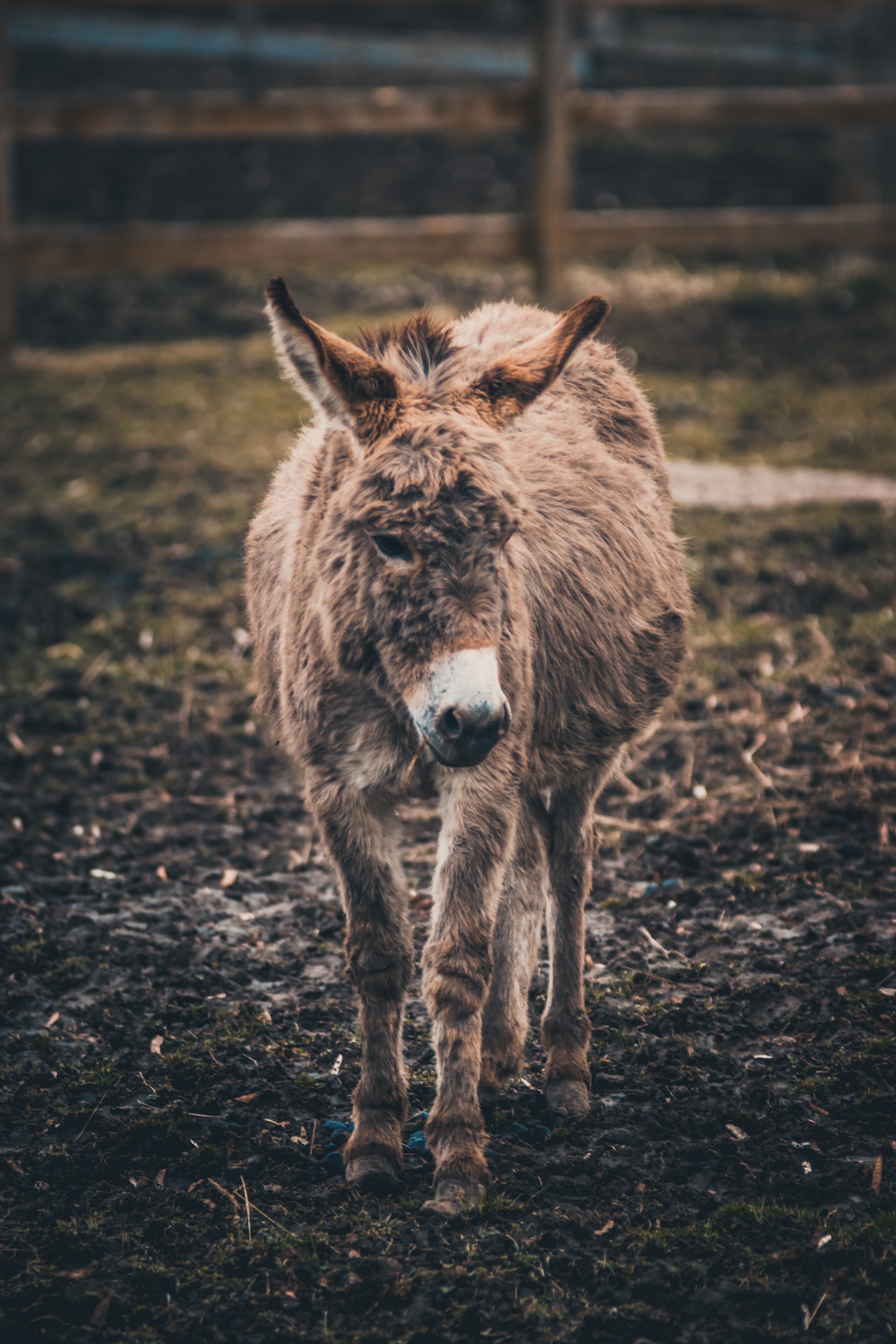 day, wildlife, pig, 5K, one animal, goose, domestic animals, coated, chicken, working animal, hog, hen, full length, mammal, ground, llama, looking at camera, Phone HD Wallpaper