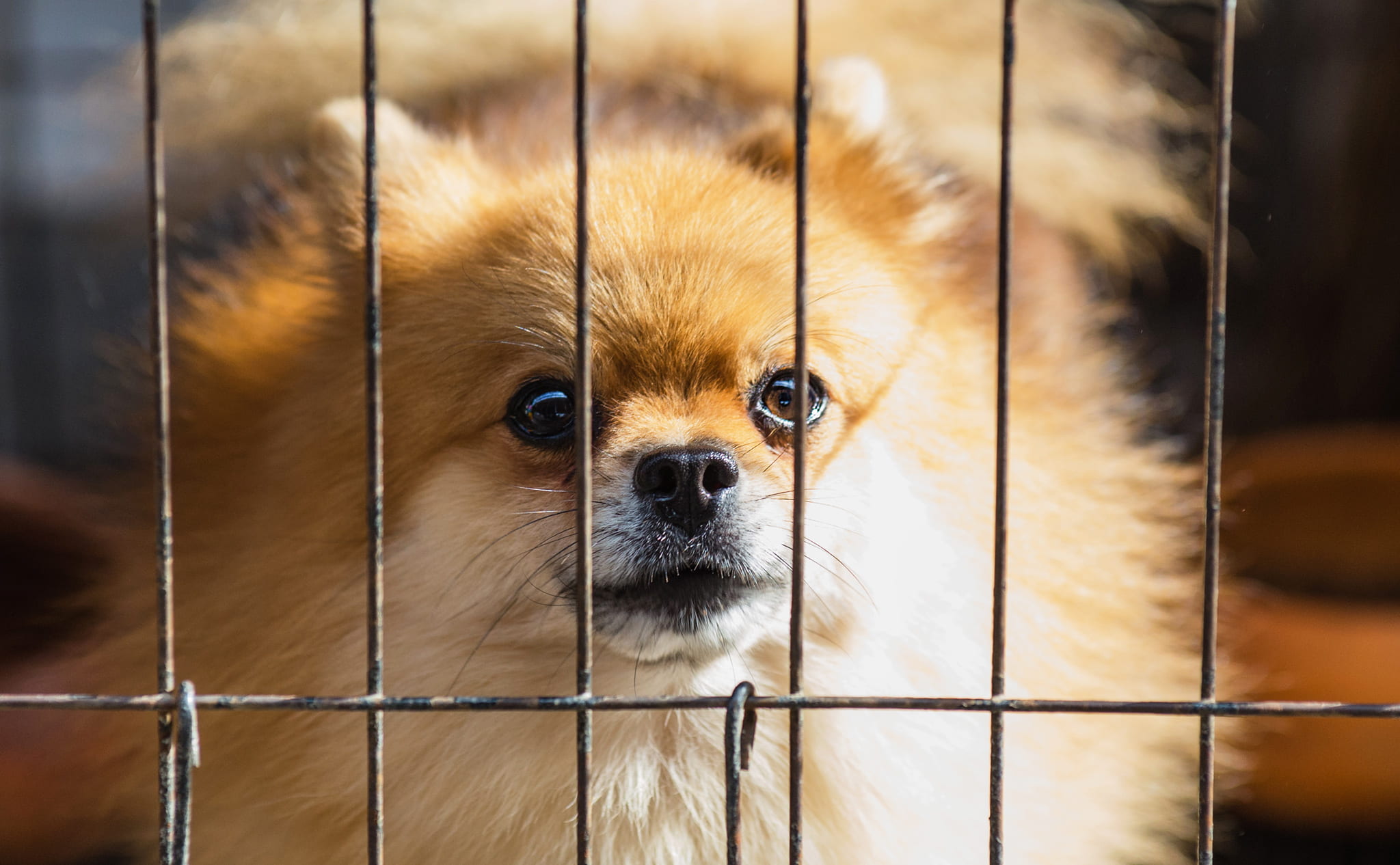 close-up, purebred, breed, puppy, small, brown, inside, pets, blur, animal head, focus, long, pet, fur, mammal, domestic, portrait, focus on foreground, HD Wallpaper