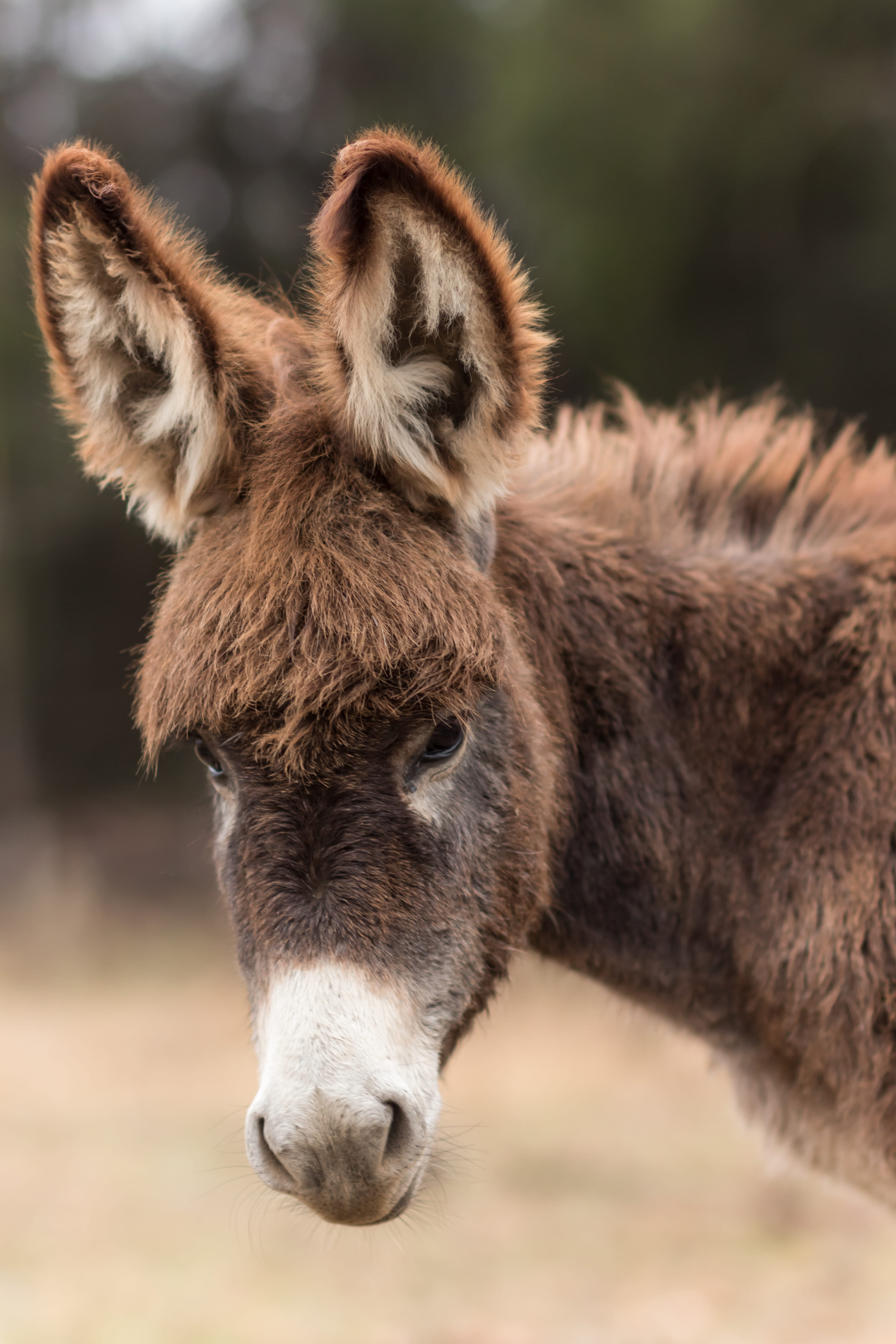 livestock, farm animal, animal, 5K, ears, working animal, focus on foreground, outdoors, animal themes, focus, one animal, eyes, shallow, animal photography, Phone HD Wallpaper