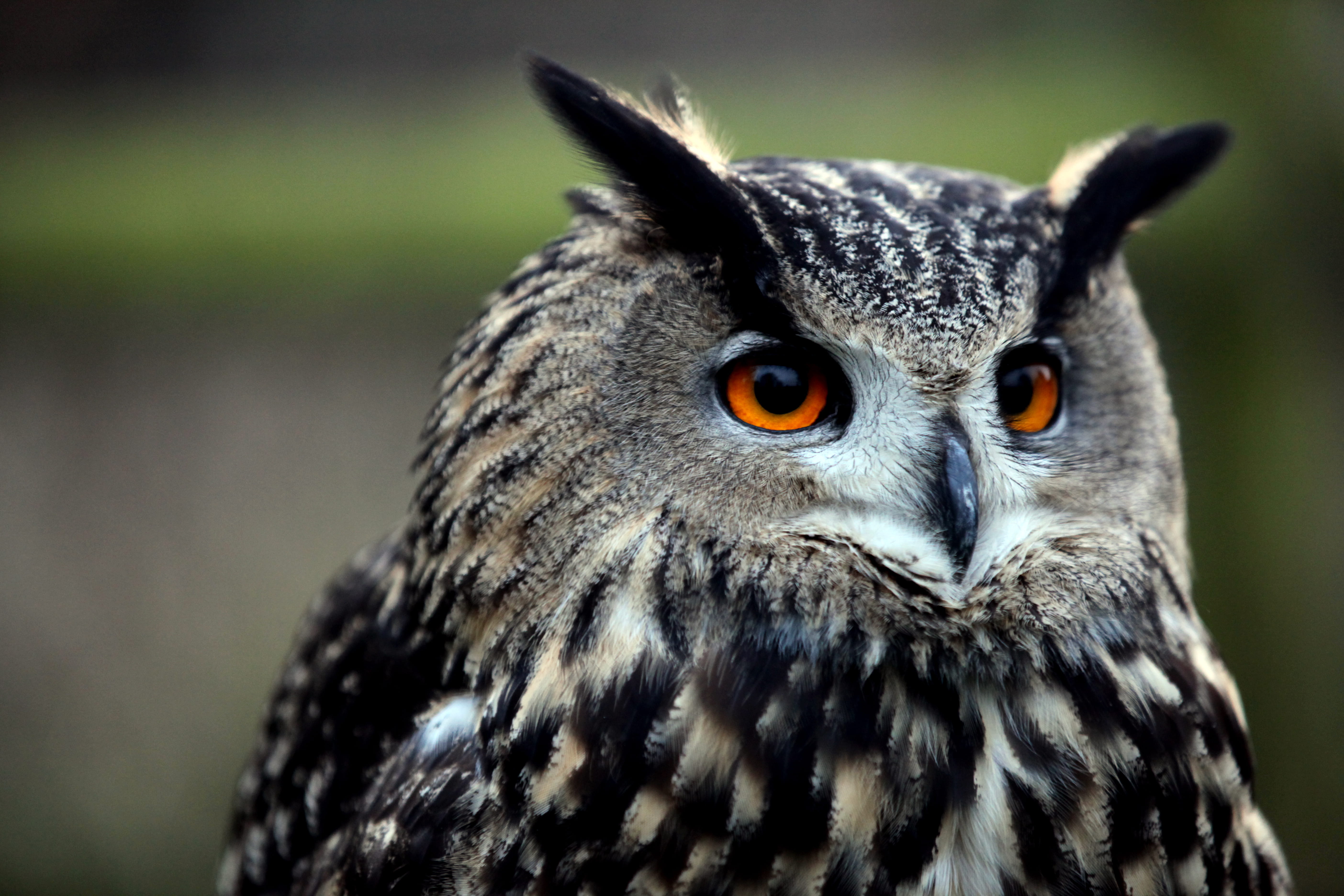 fowl, portrait, toucan, animal, bird, buzzard, wildlife, hawk, one animal, vertebrate, owl, animal themes, animal wildlife, accipiter, owl close up, quail, HD Wallpaper