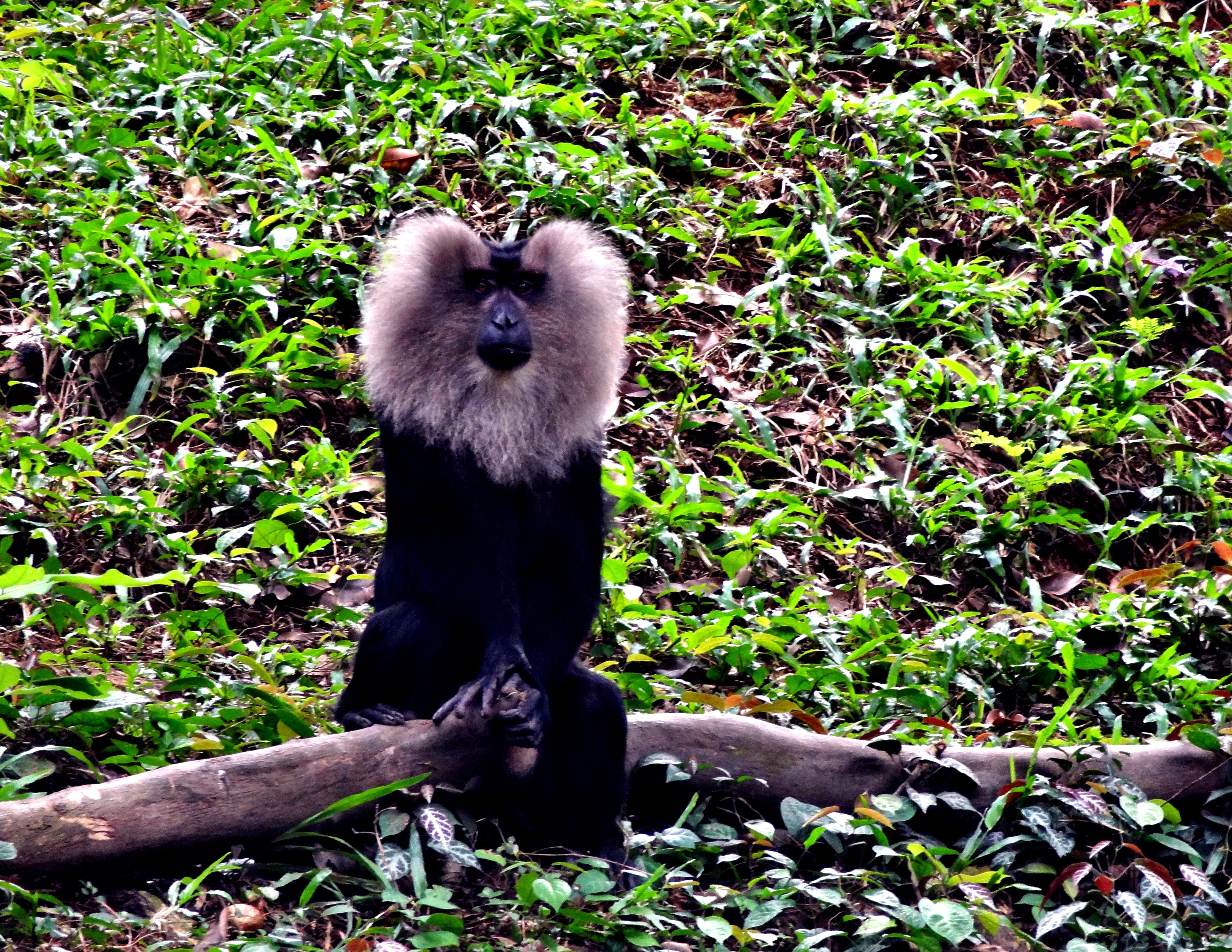 wild, family, brown, plant, long, macaca, tailed, life, indonesia, tropical, animal family, full length, habitat, animals in the wild, jungle, macaque, HD Wallpaper