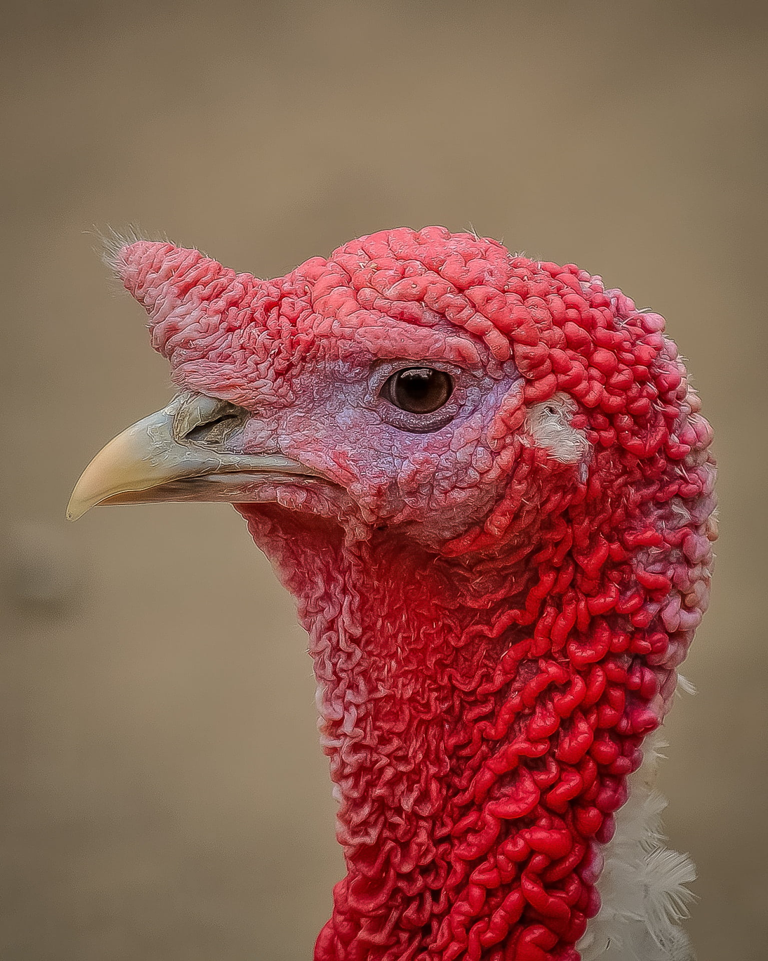 animal themes, nature, close-up, domestic animals, vertebrate, chicken - Bird, turkey, animal eye, pets, profile, 1080P, animal, picture, domestic, animal wildlife, Phone HD Wallpaper