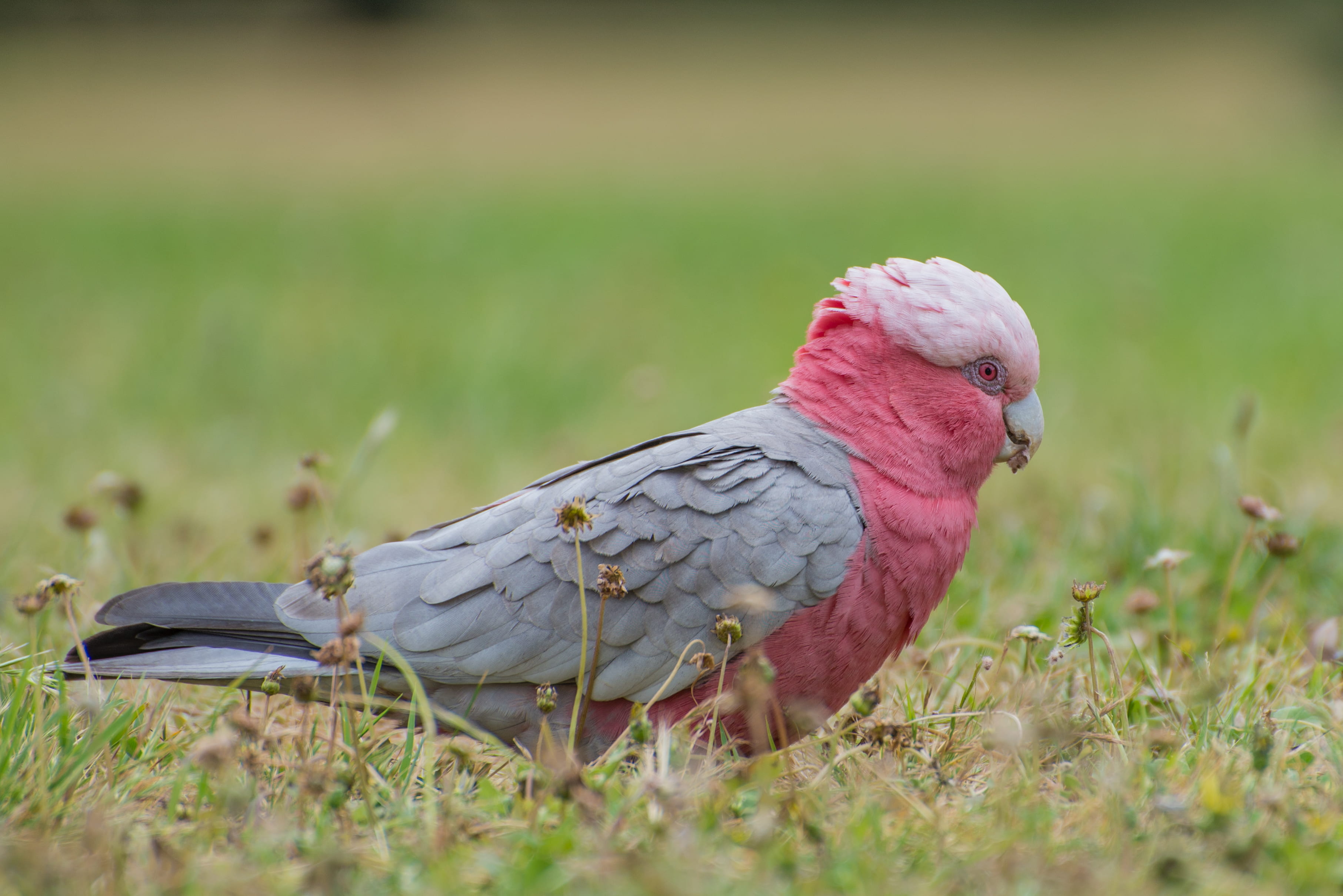 vertebrate, saeed lajami, pink, selective focus, cockatoo, animals in the wild, focus, animal themes, grass, one animal, land, nature, beautiy, plant, day, HD Wallpaper