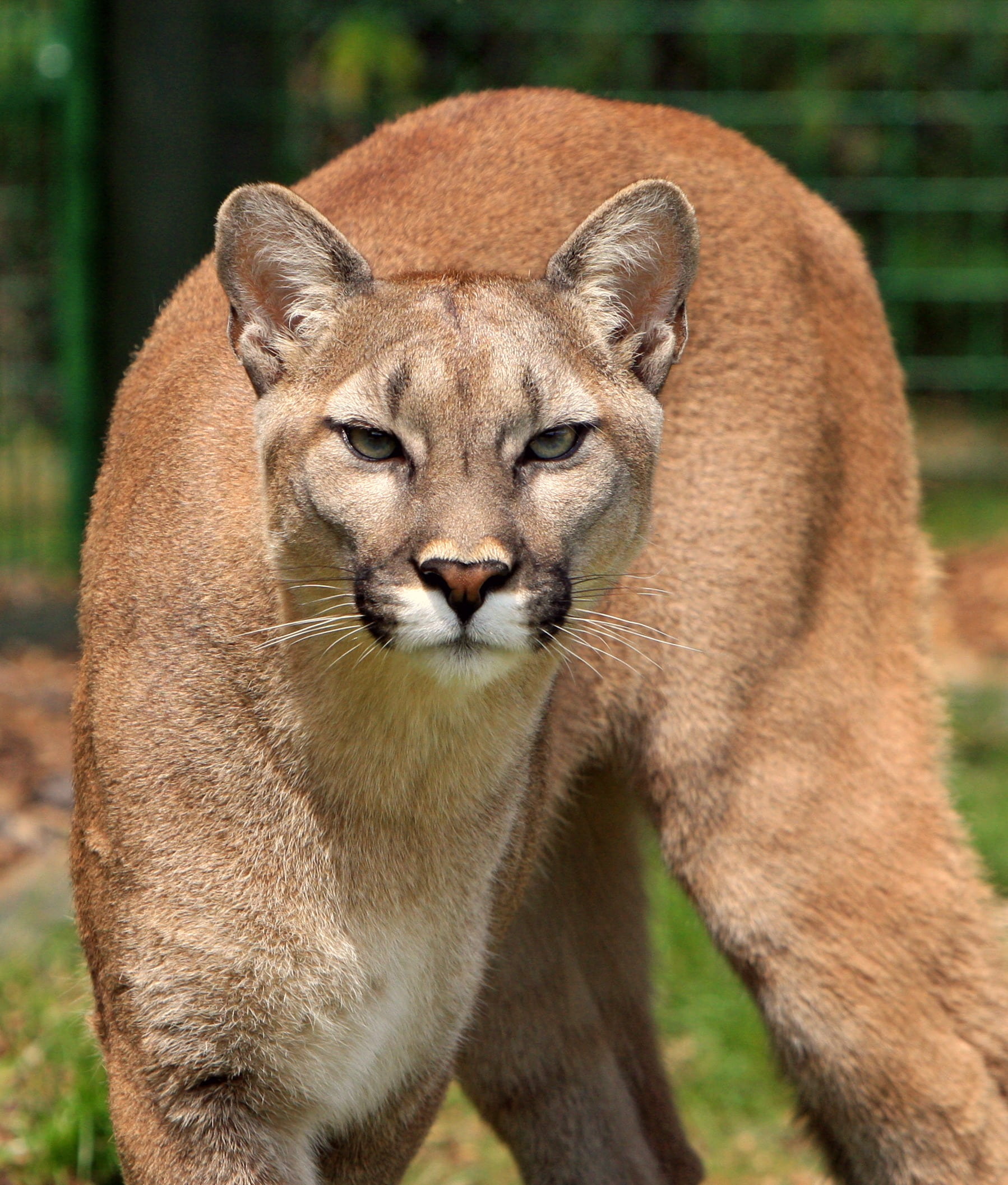female animal, animals Hunting, 1080P, wilderness, mountain lion, no people, one animal, outdoors, close-up, focus on foreground, portrait, cat, elegant, Phone HD Wallpaper