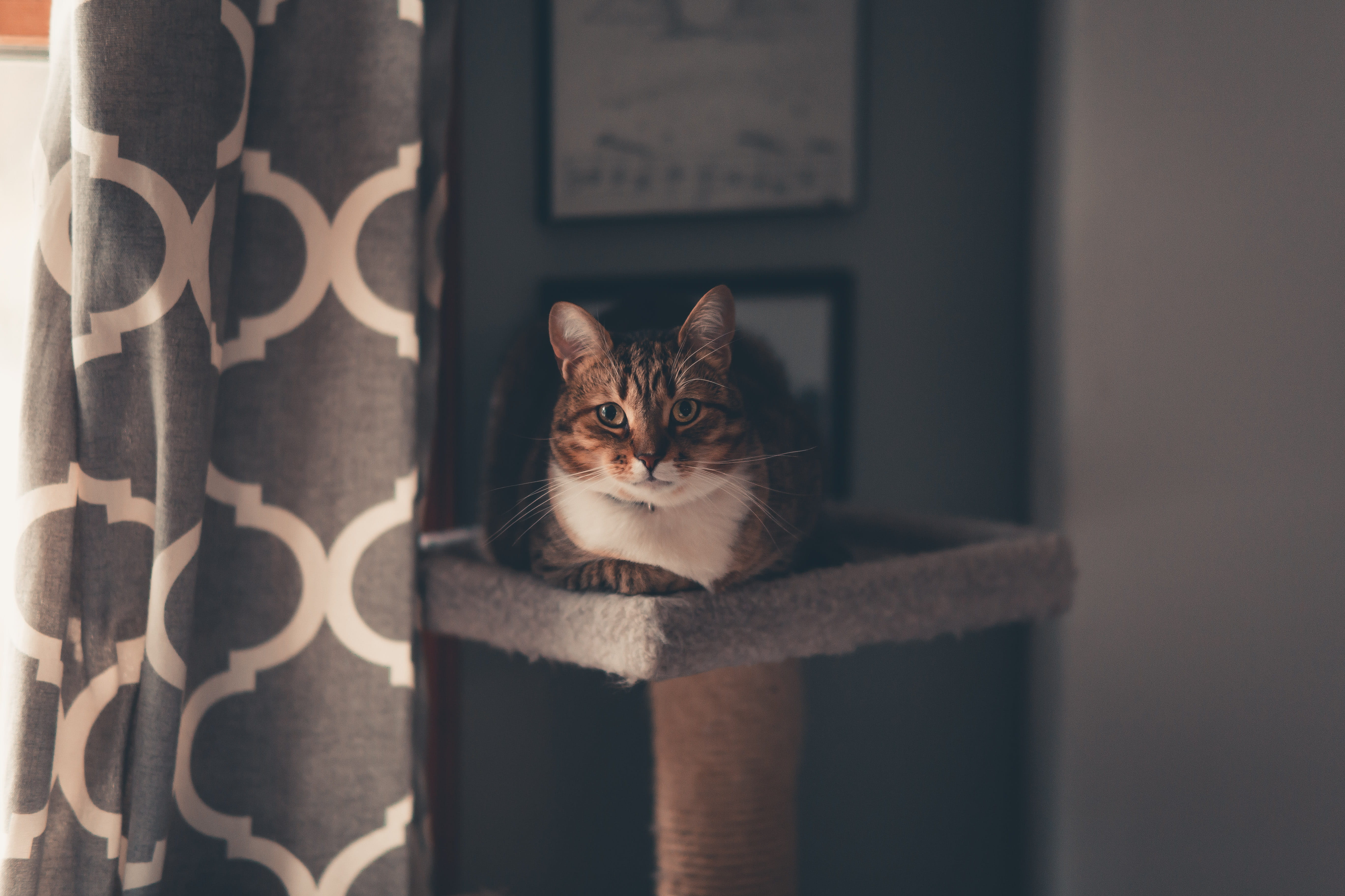 kittens, architectural column, feline, mammal, pet, tree, cat face, vertebrate, domestic cat, cat, alertness, curtain, animal, looking at camera, brown, HD Wallpaper