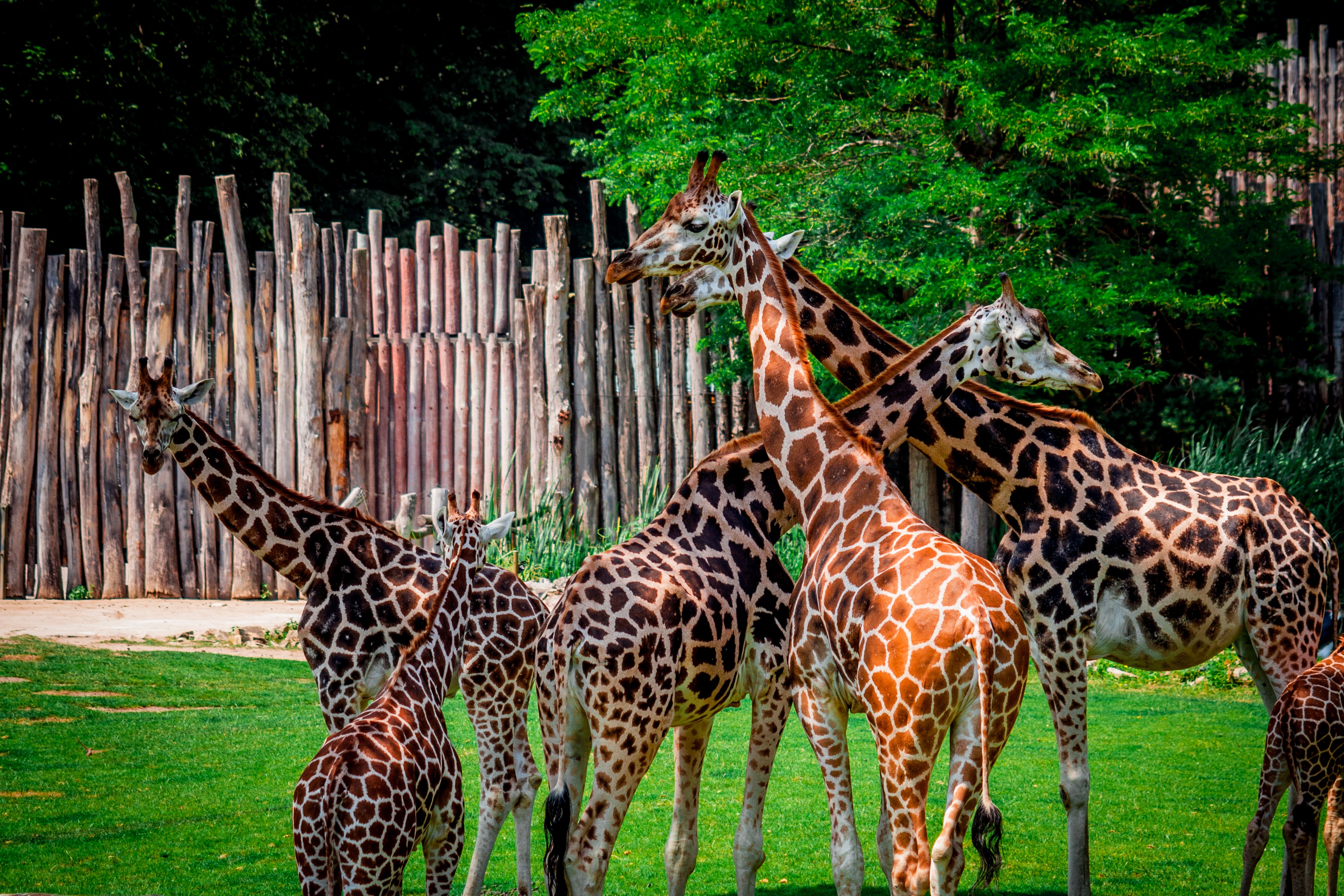 animal neck, large, portrait, group of animals, fence, safari, 2K, outdoors, flock, three animals, animals in the wild, animal markings, no people, spotted, HD Wallpaper