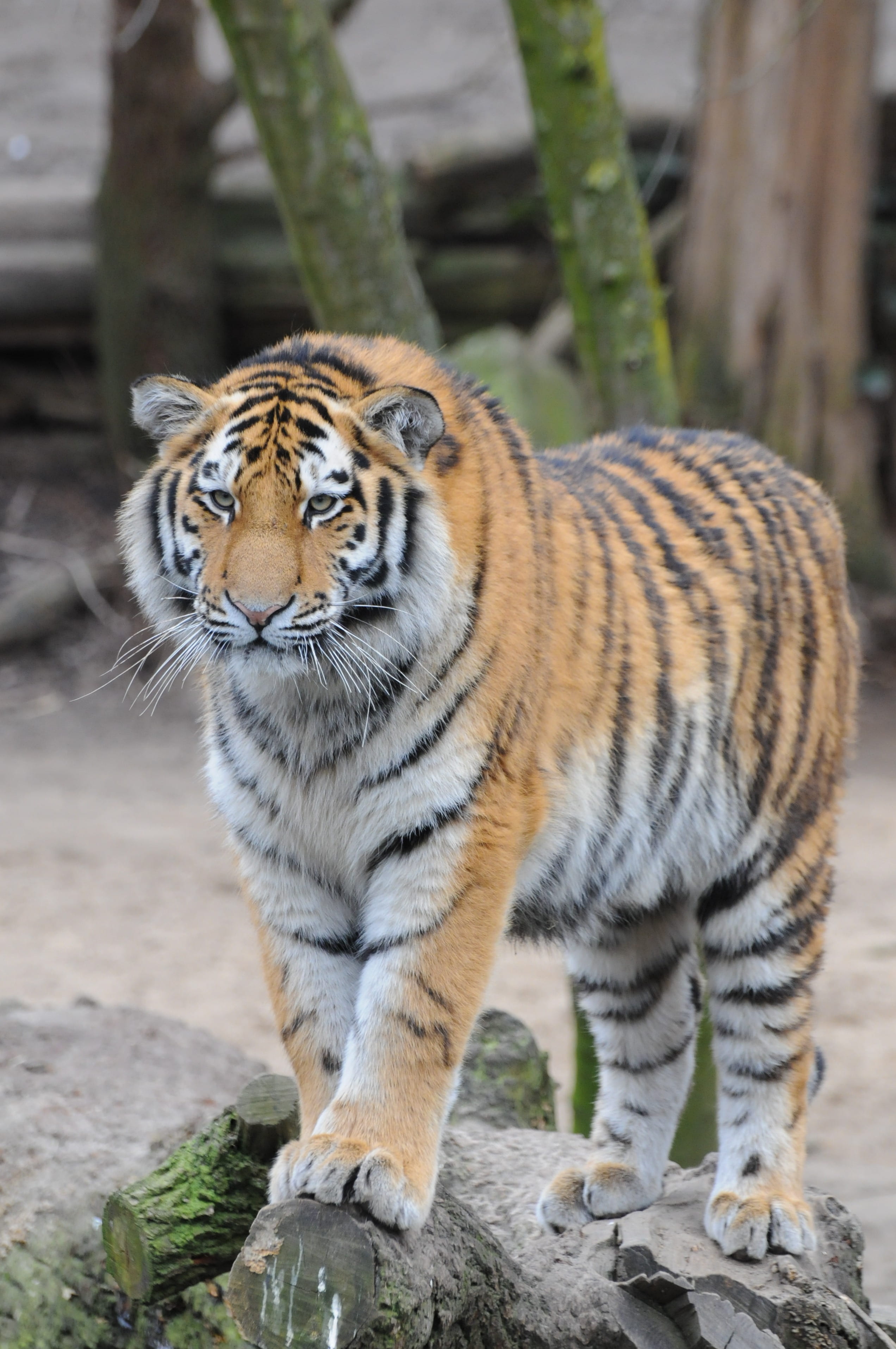 zoo, black, animal themes, big cat, animals in the wild, animal portrait, rock, selective, animal wildlife, mammal, africa, standing, bengal, whisker, photography, Phone HD Wallpaper