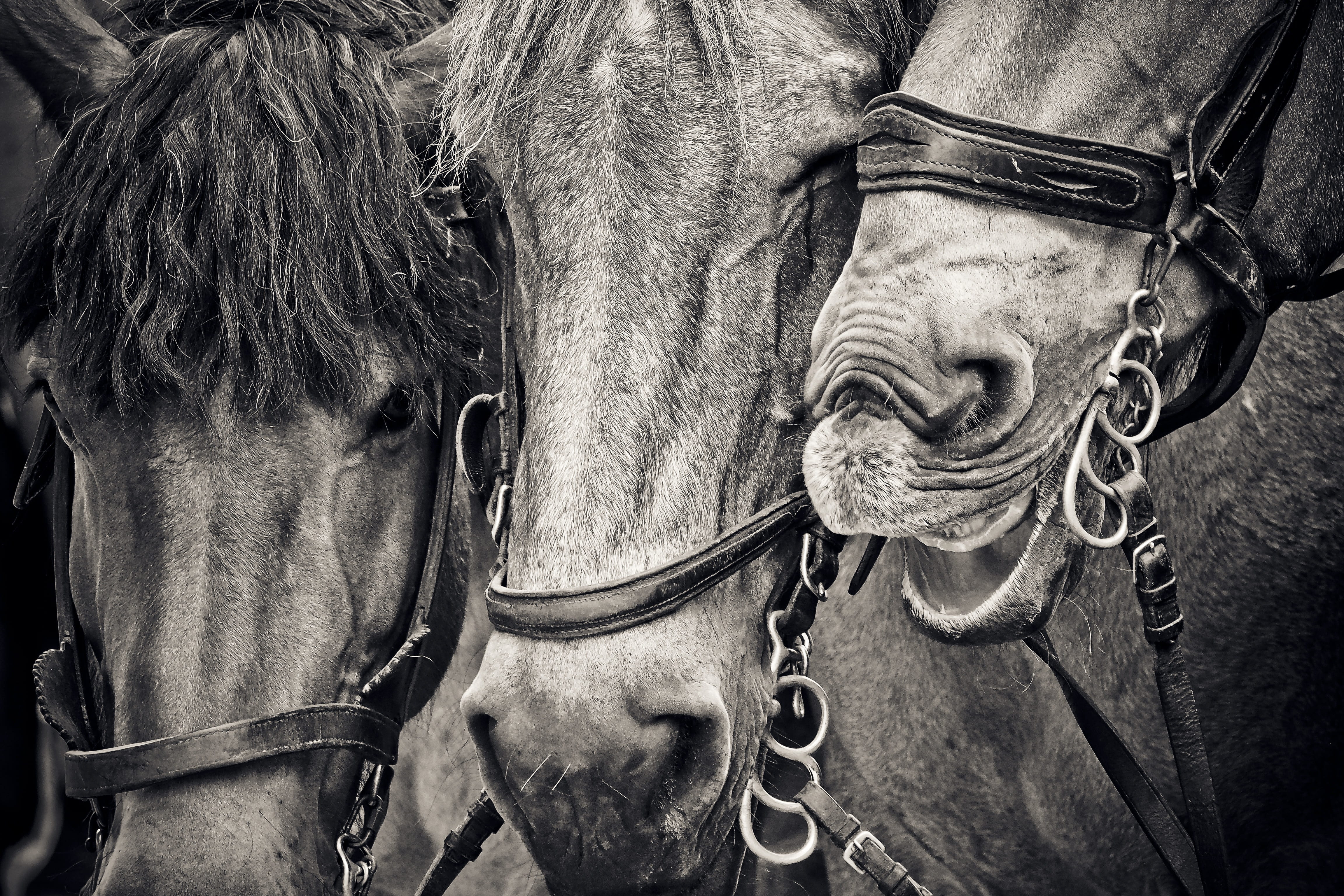 close-up, animal body part, creature, outdoors, street photography, animal portraits, day, horse heads, 4K, pferdeportrait, black and white, halter, sw, HD Wallpaper