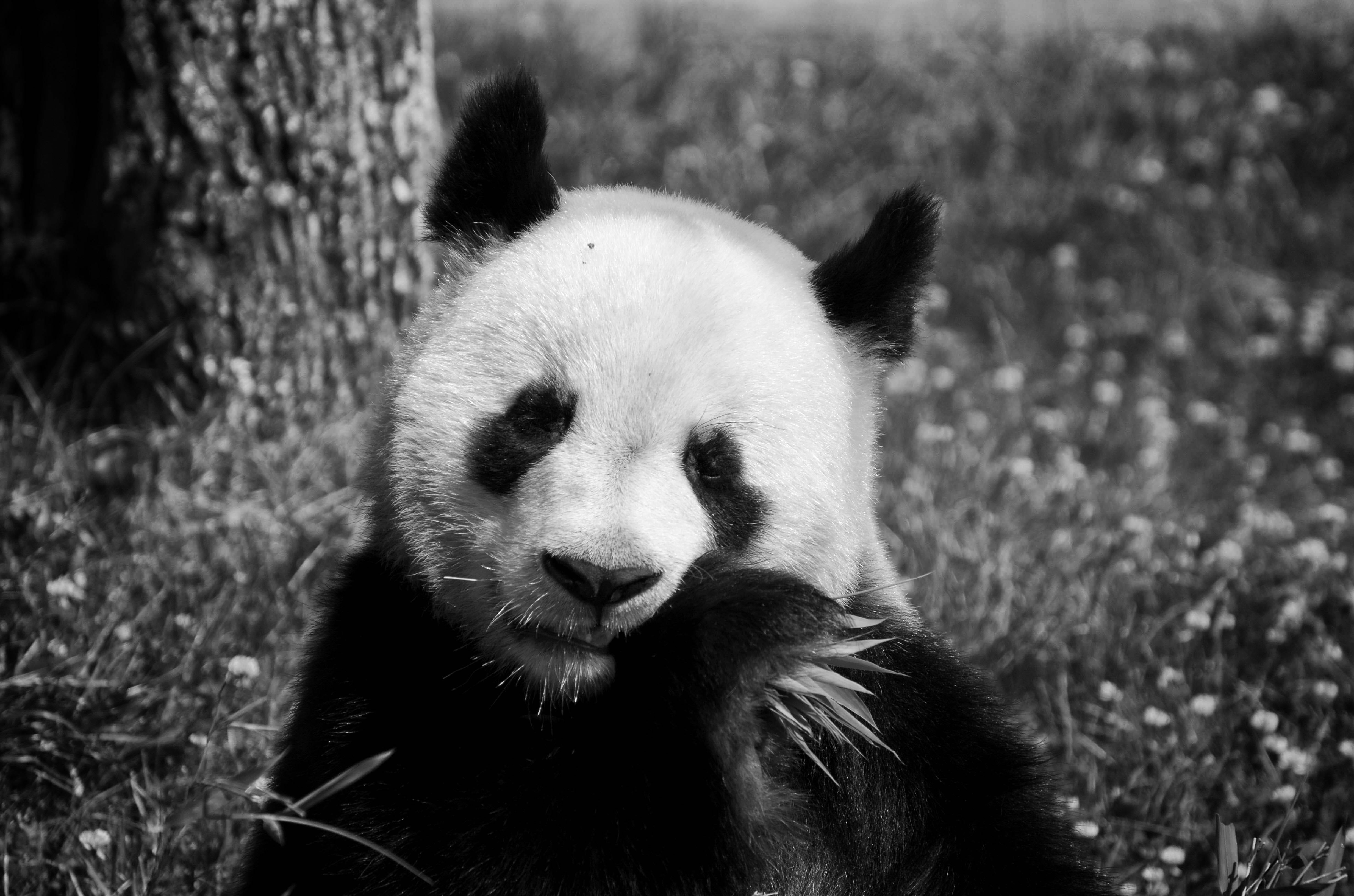 chew, nature, tree, animals in the wild, panda, plant, animal wildlife, saint-aignan-sur-cher, animal themes, close-up, shoot, bear, looking, zoology, grey, HD Wallpaper