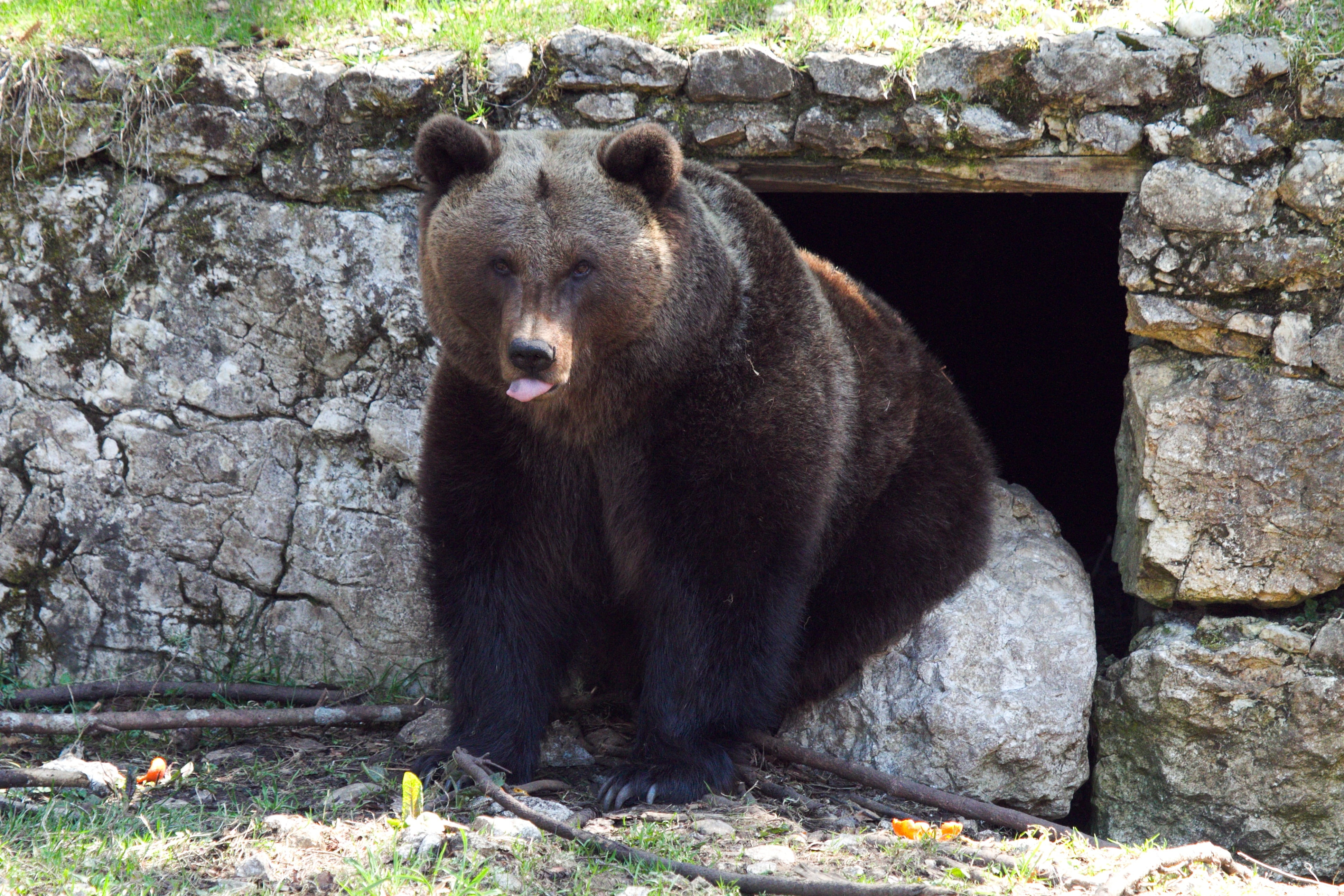 creature, no people, brown bear, snout, front, predator, anger, animal wildlife, wild animal, fluffy, wilderness, zoo, wildlife park, animal, grizzly bear, HD Wallpaper