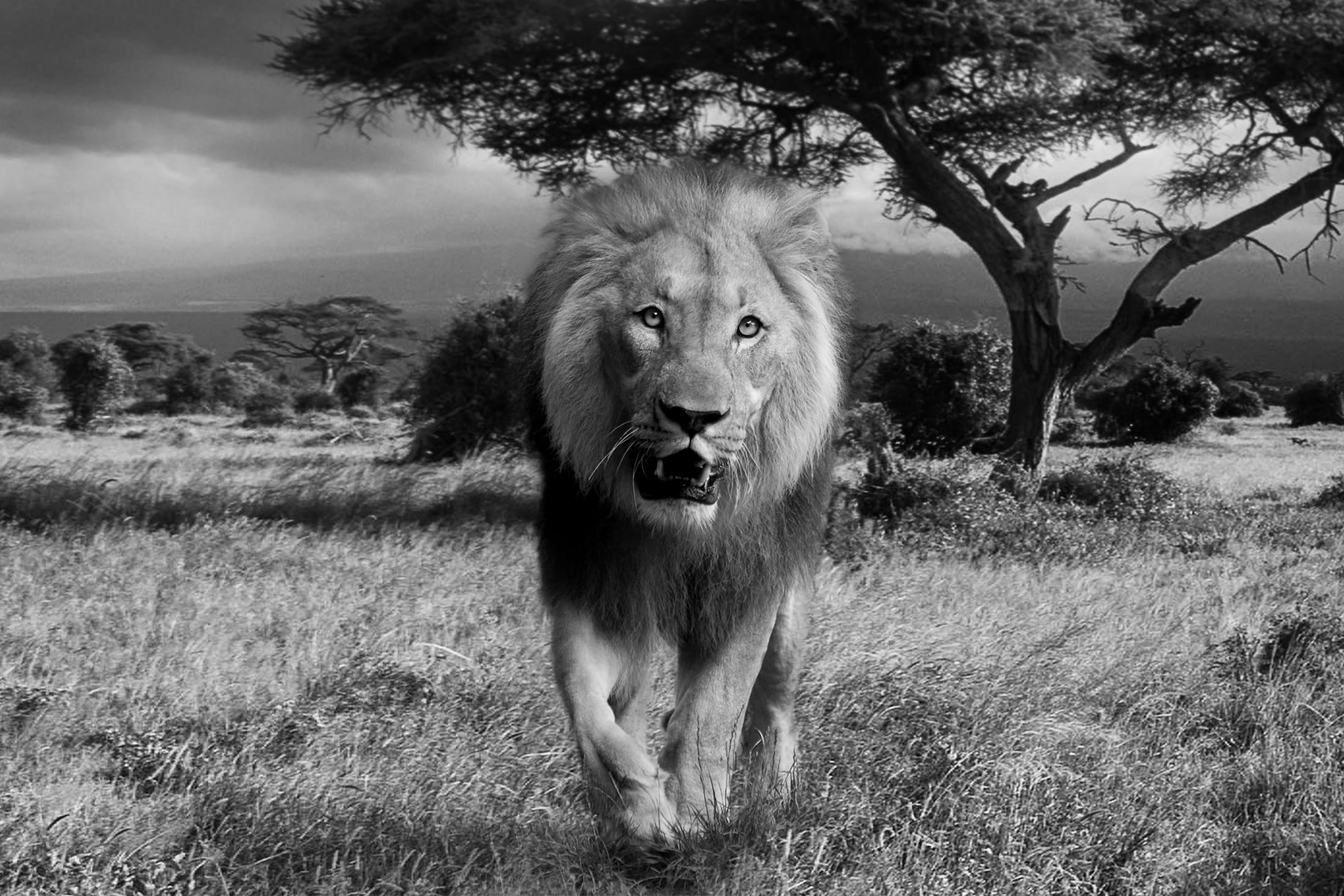 botswana, cat, outdoors, grass, greyscale, animals in the wild, plant, field, trees, predator, nature, tree, animal themes, namibia, national park, big cat, HD Wallpaper